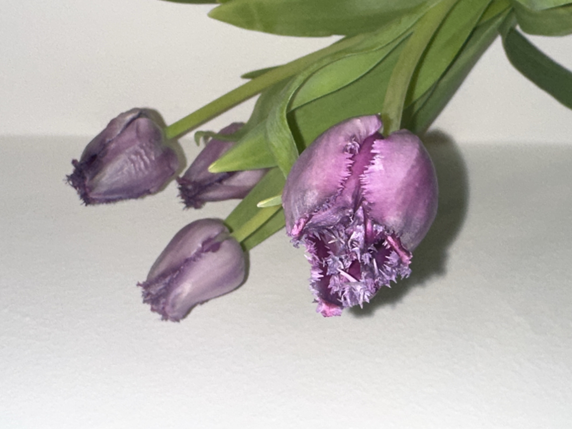 Purple tulips photographed indoors in Zagreb, Croatia