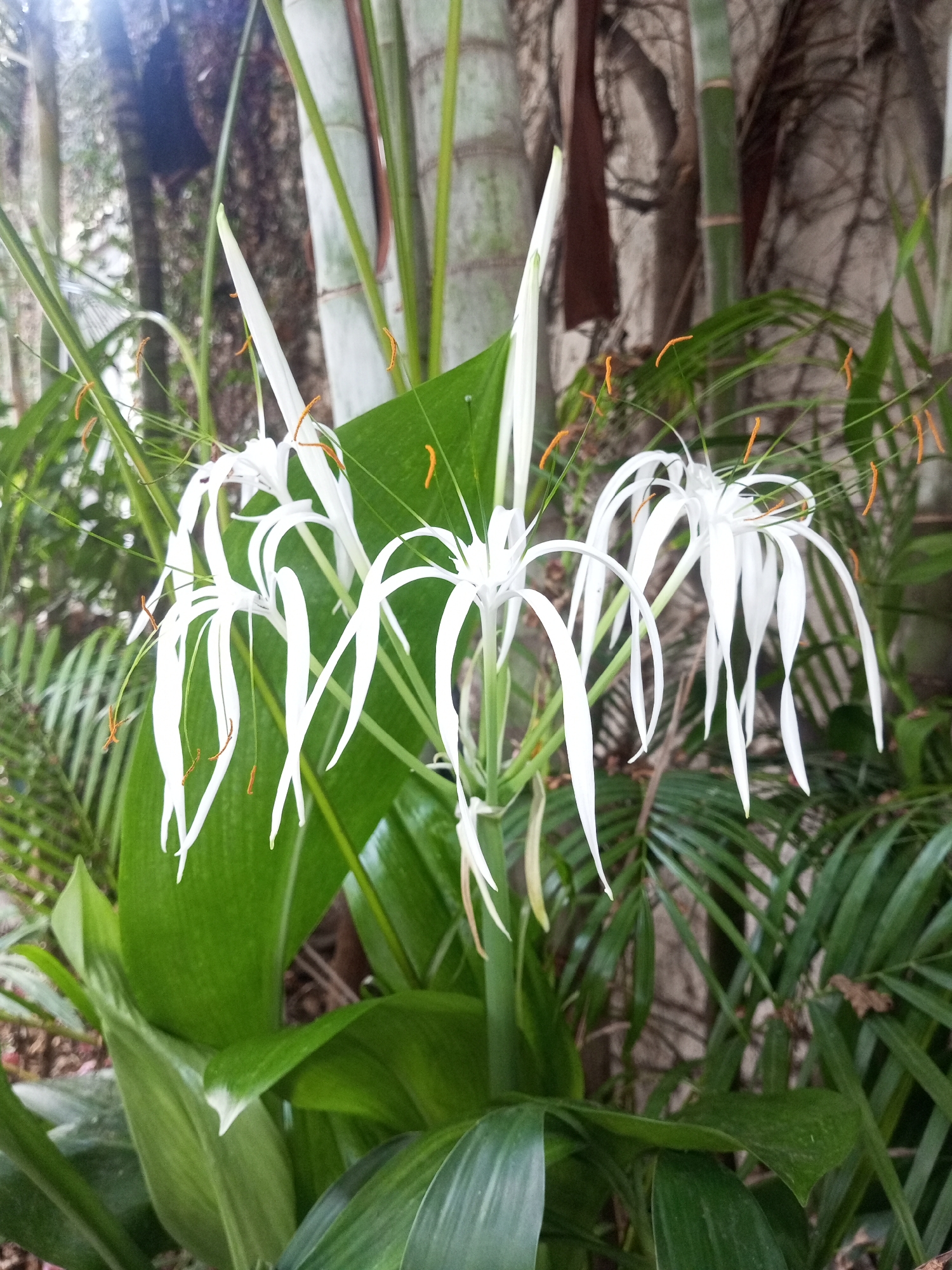 Spring blooms and motorcycle riders captured in Tinaquillo, Venezuela