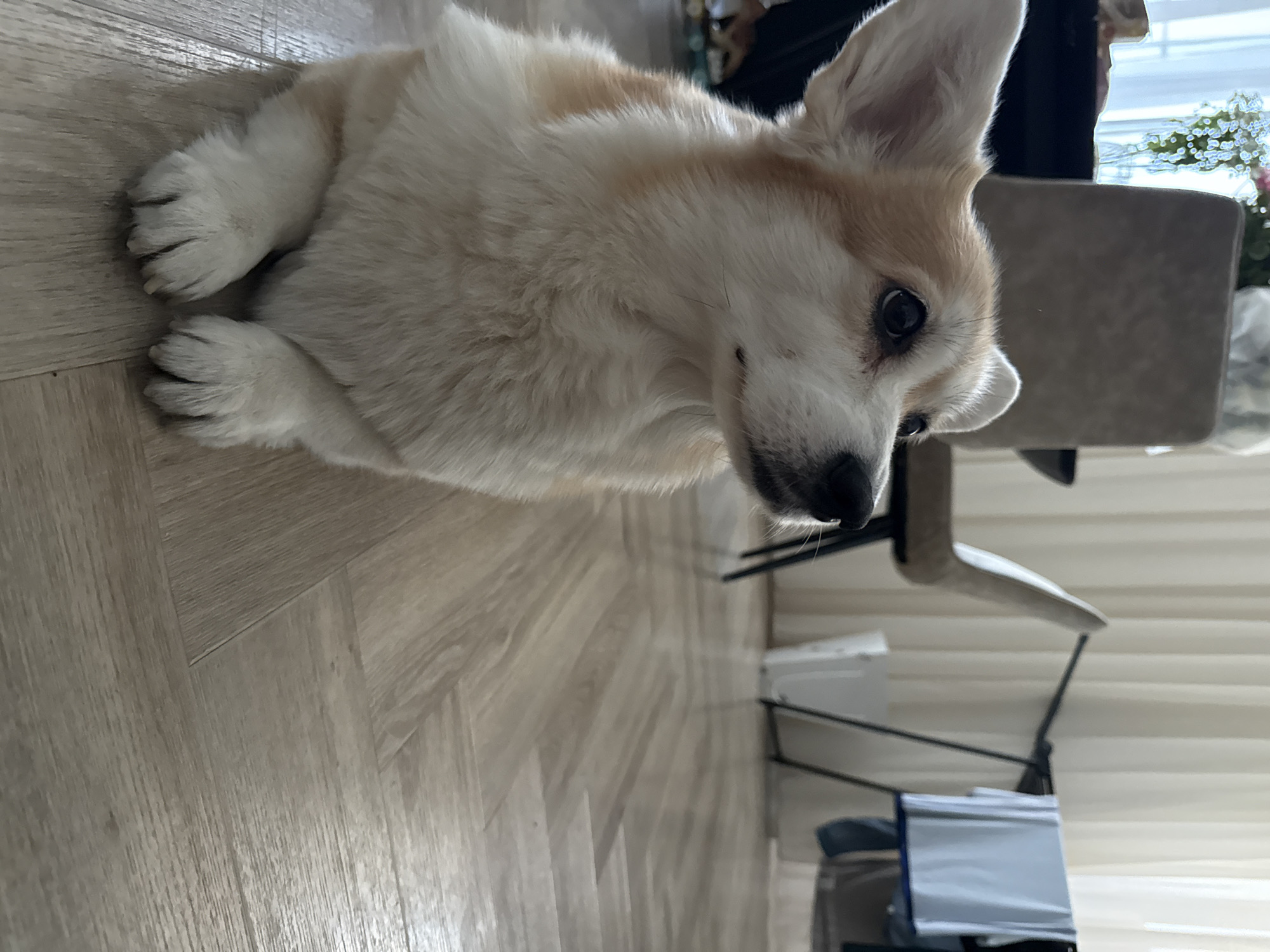 Corgi photographed indoors in Krasnoyarsk, Russia