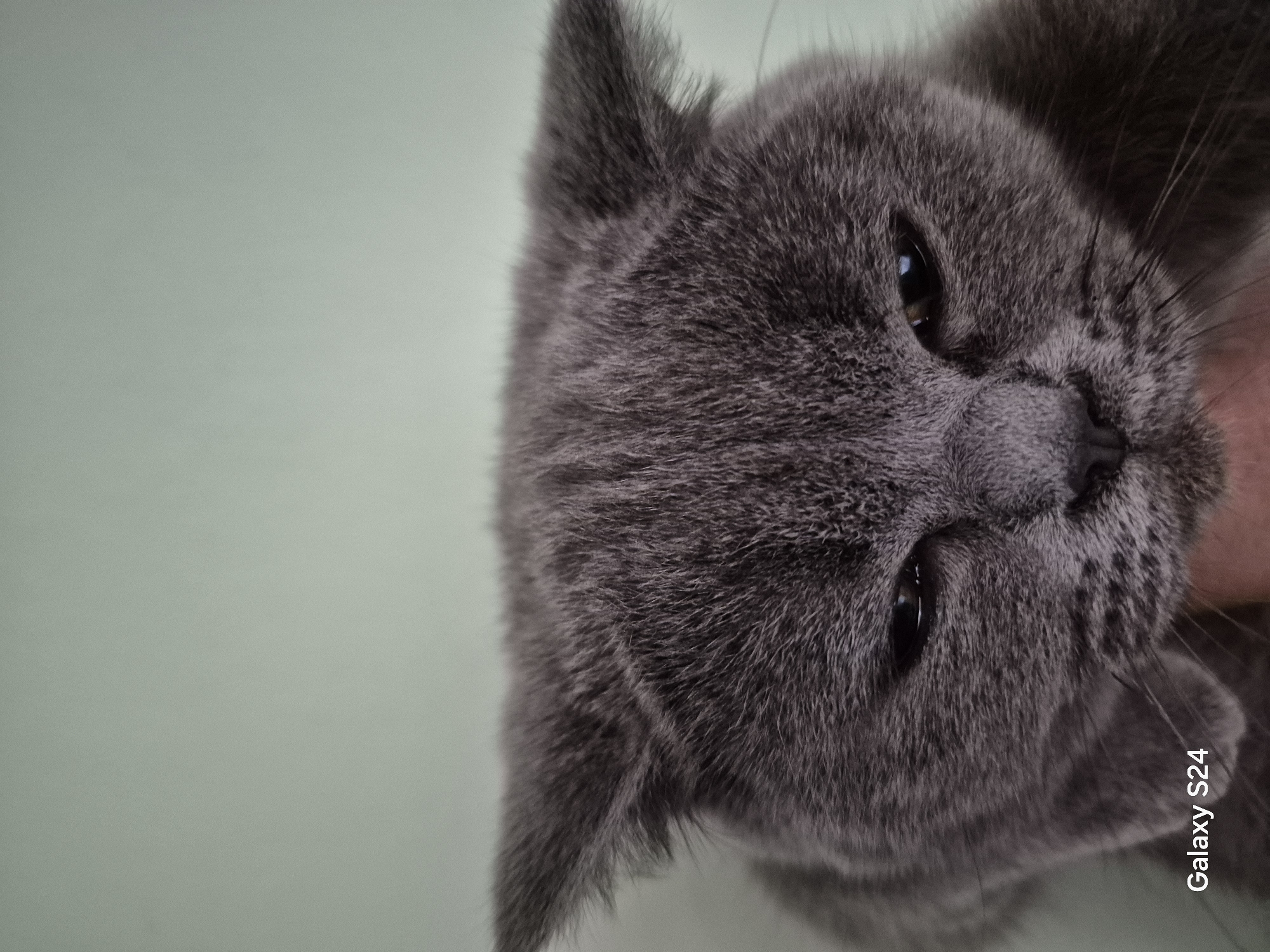 Gray cat photographed in close-up portraits in Silistra, Bulgaria