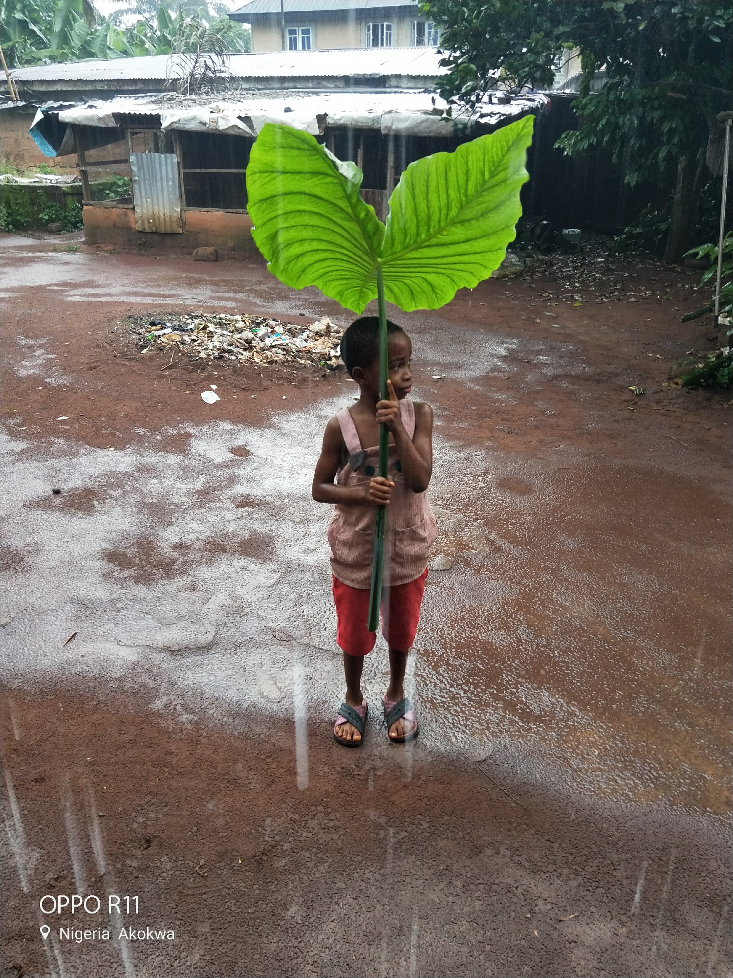 Rainy day in Akokwa: green leaves stand in for umbrellas