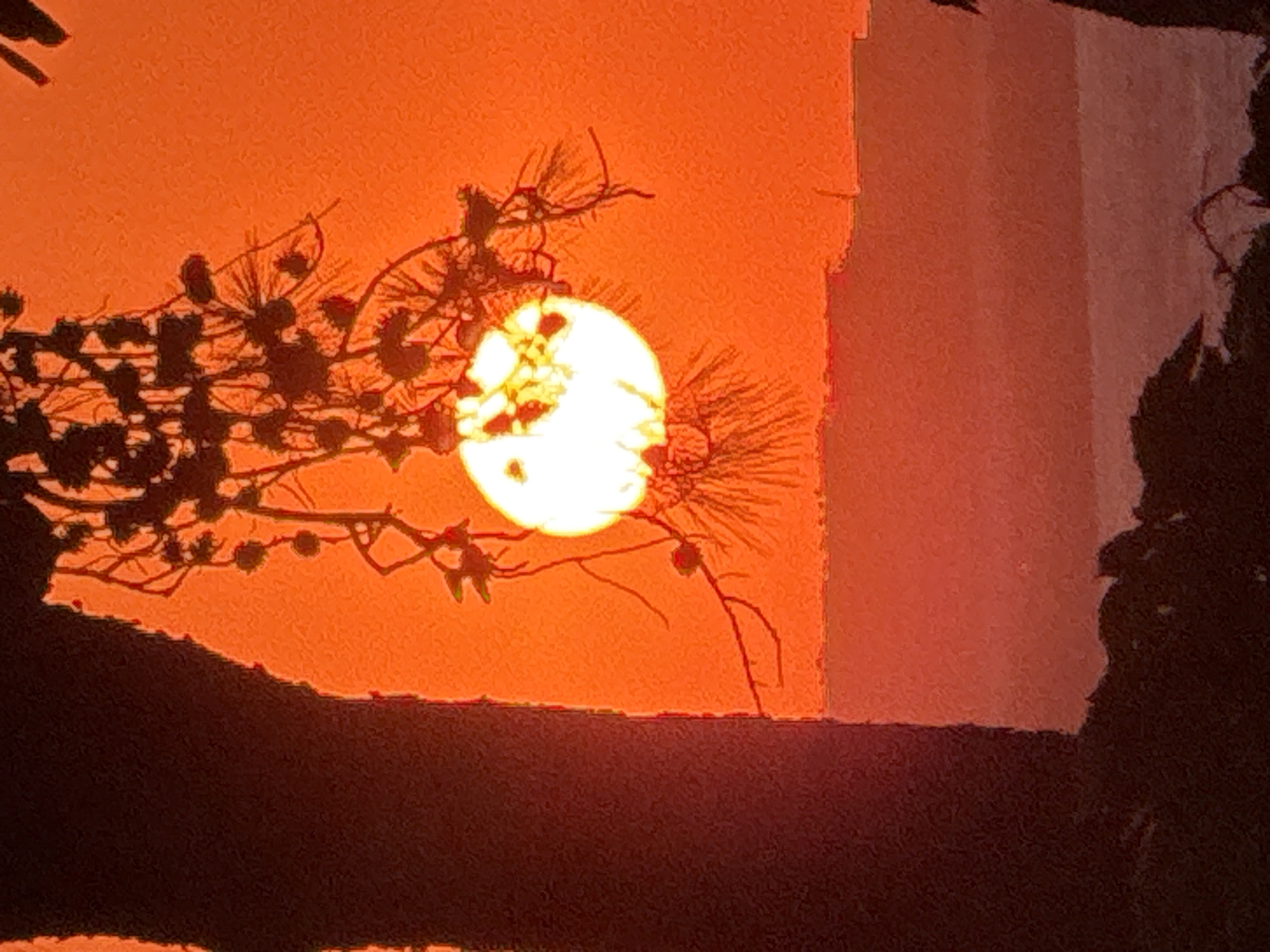 Sunset through pine silhouettes over the Bodrum waterfront