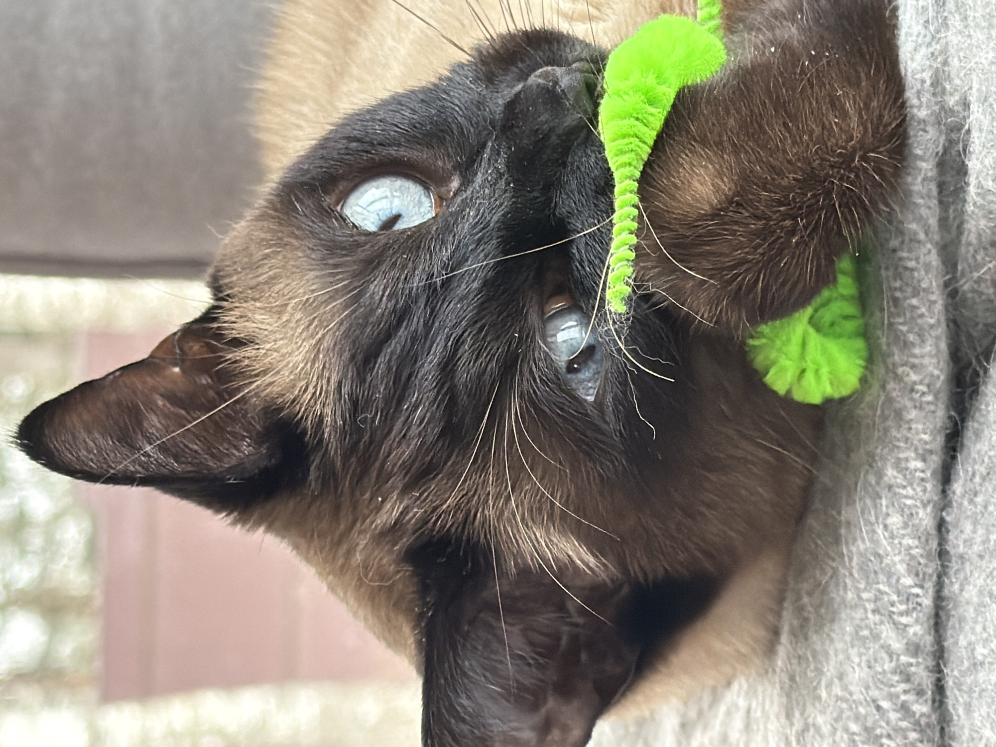 Siamese cat plays and naps on blanket in Russia