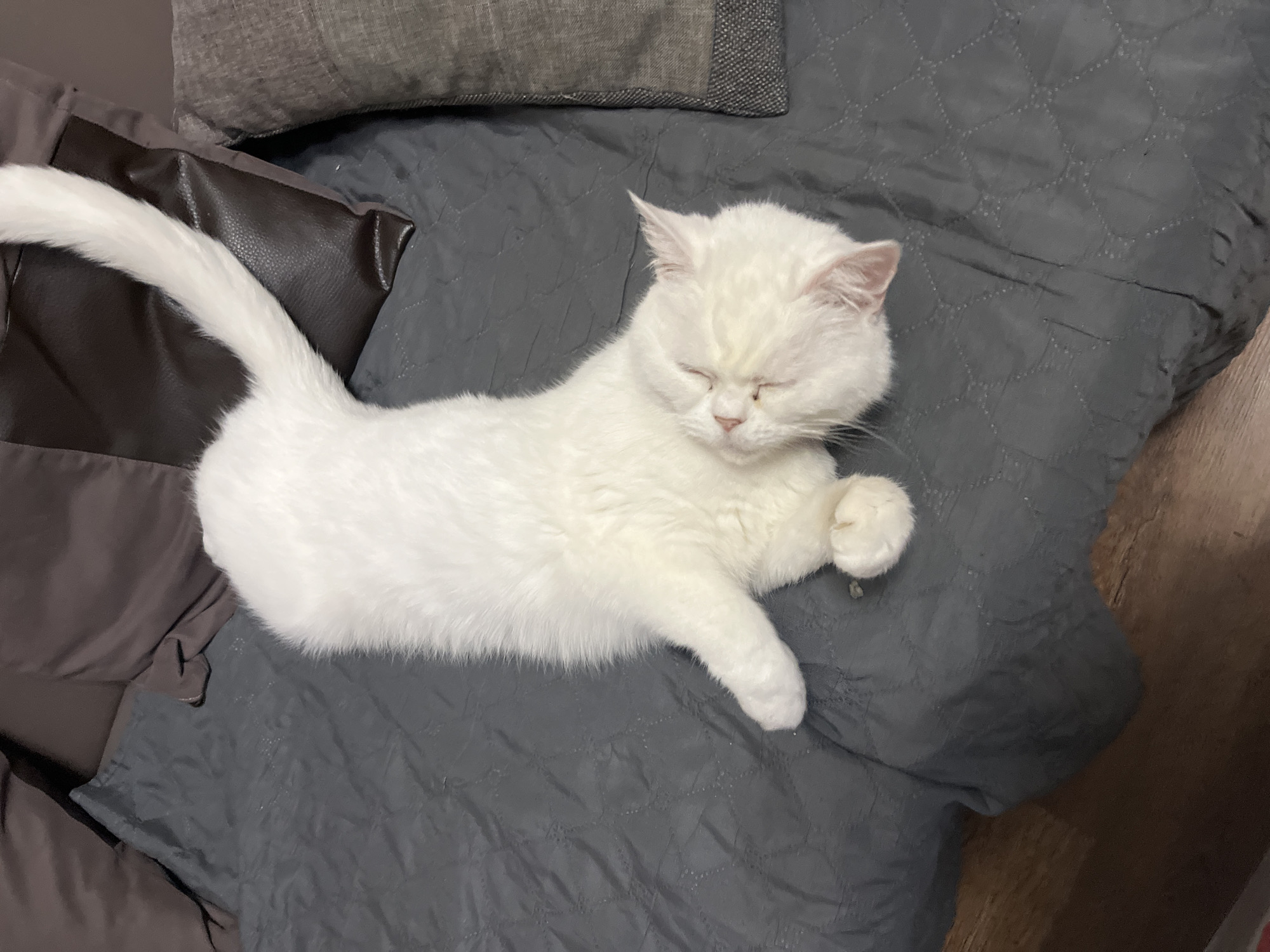 White cat rests peacefully on couch in Bulgaria