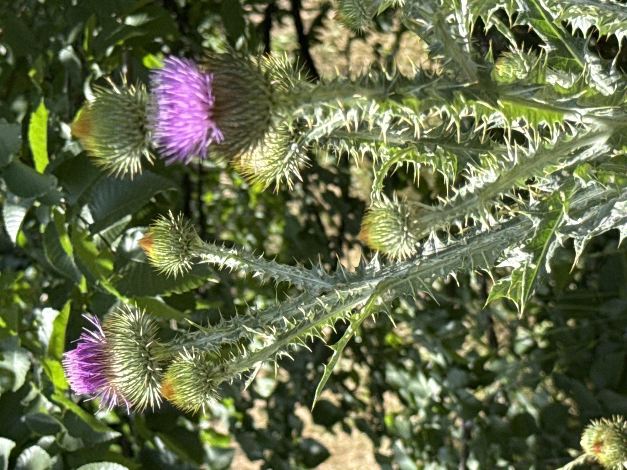 Purple thistles in bloom, Dnipro