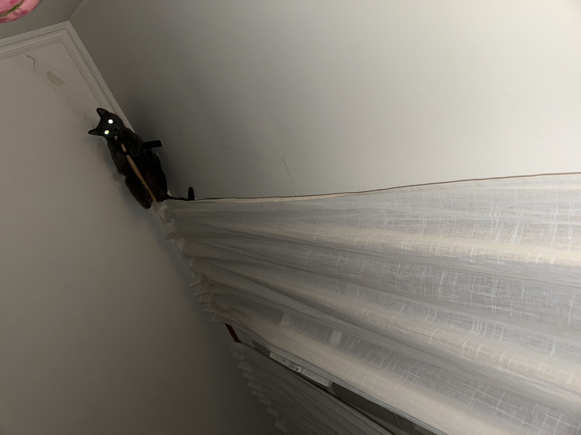 Black cat spotted on curtain rods in Moscow residence