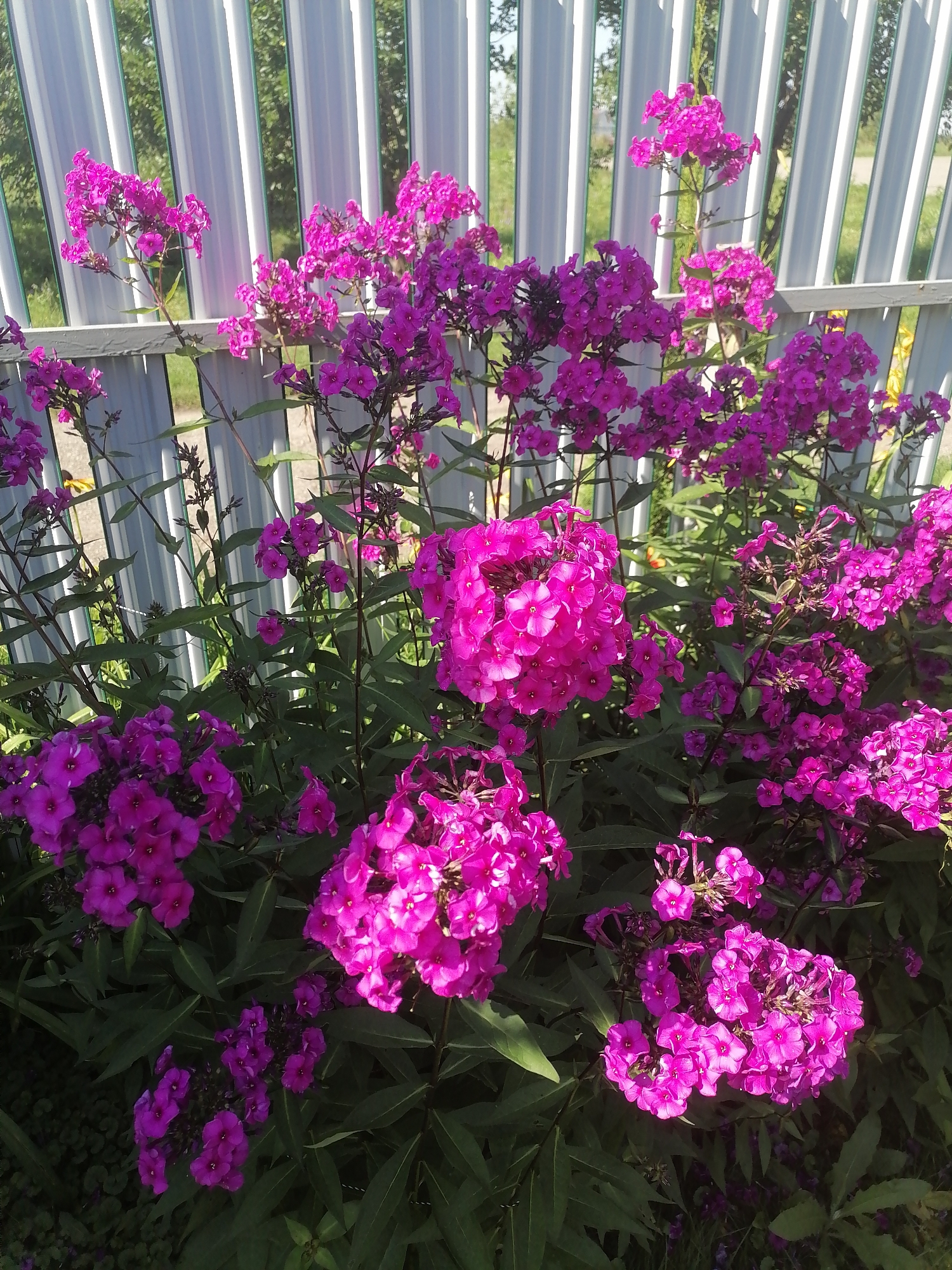 Pecherniki, Russia