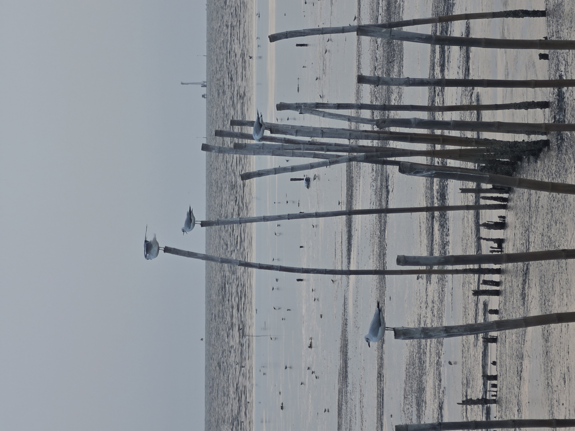 Crowds gather at Thai pier for seagull watching experience