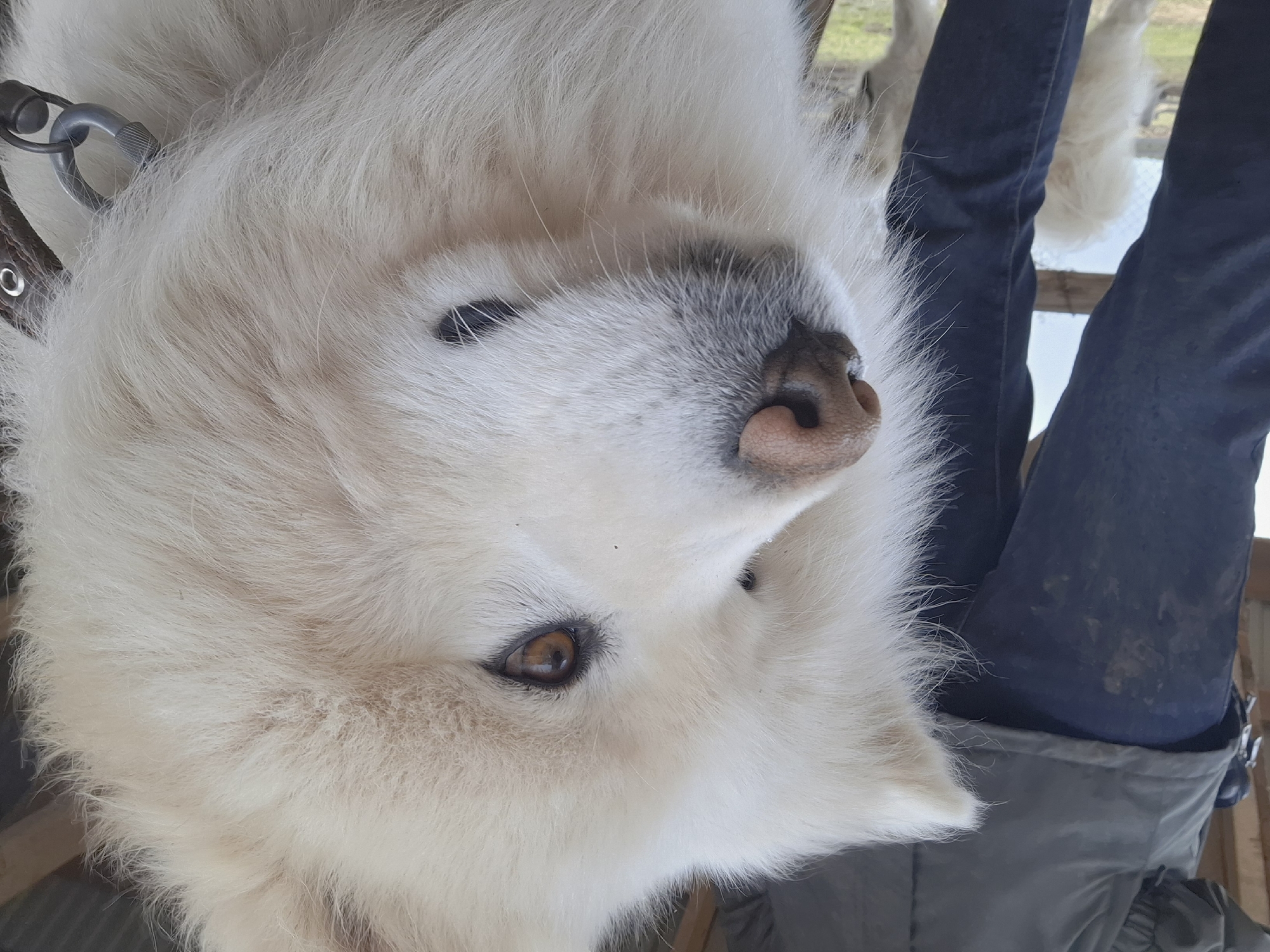Family visits farm with animals in Ludorvai, Russia