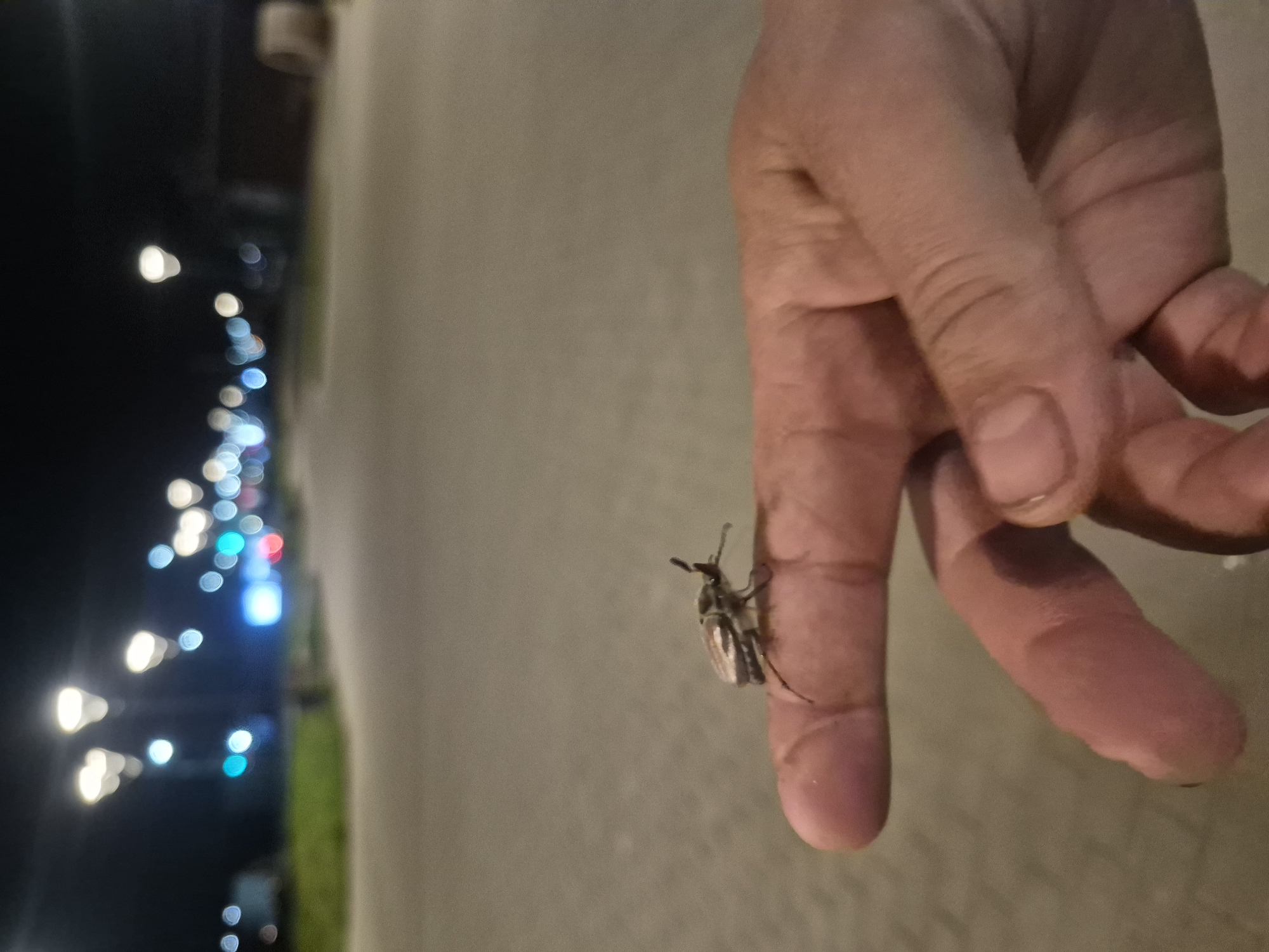 Evening beetle encounter documented on illuminated Chaikovsky walkway