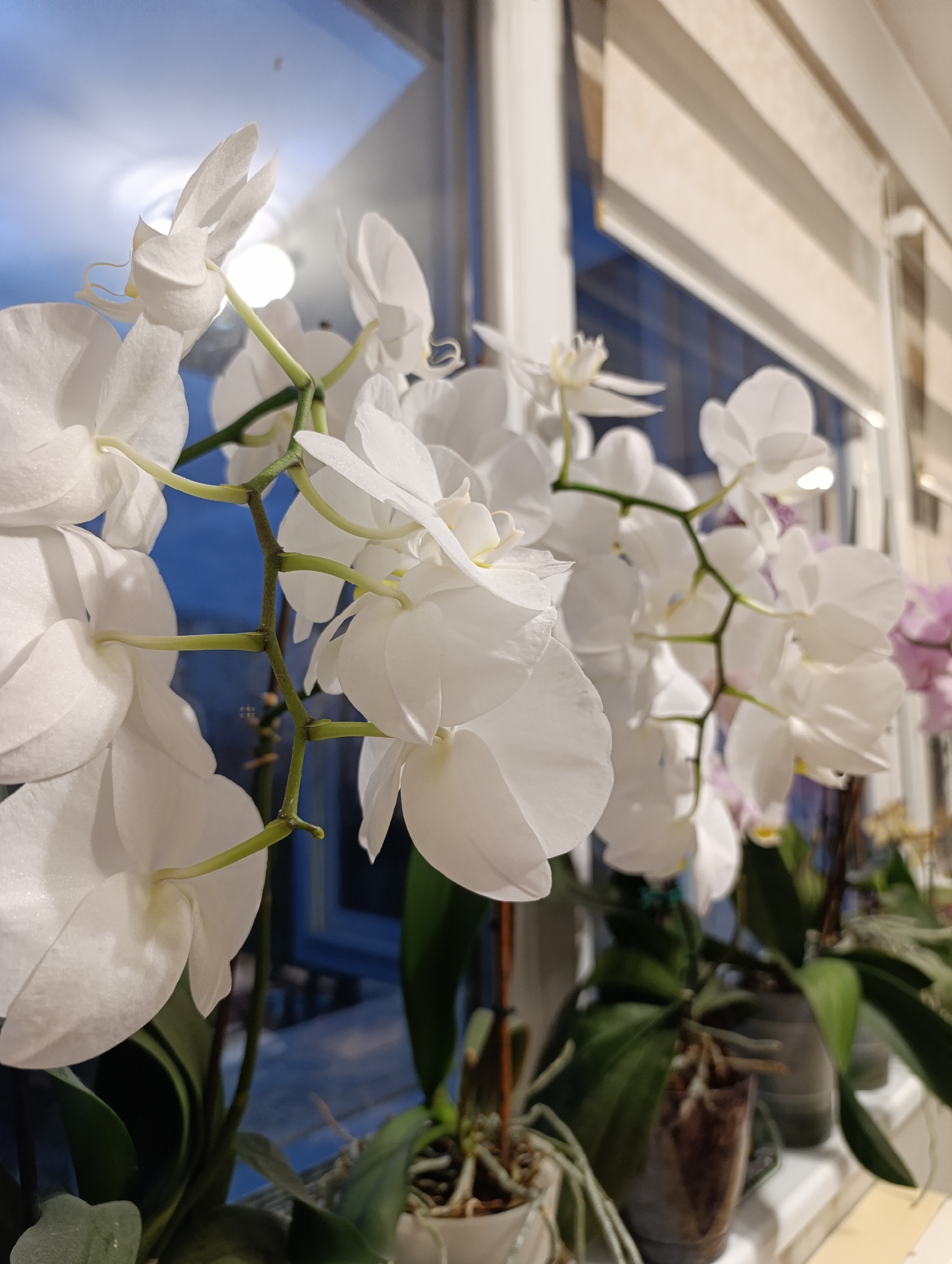 Orchids and dog spotted in residential Haskovo street scenes