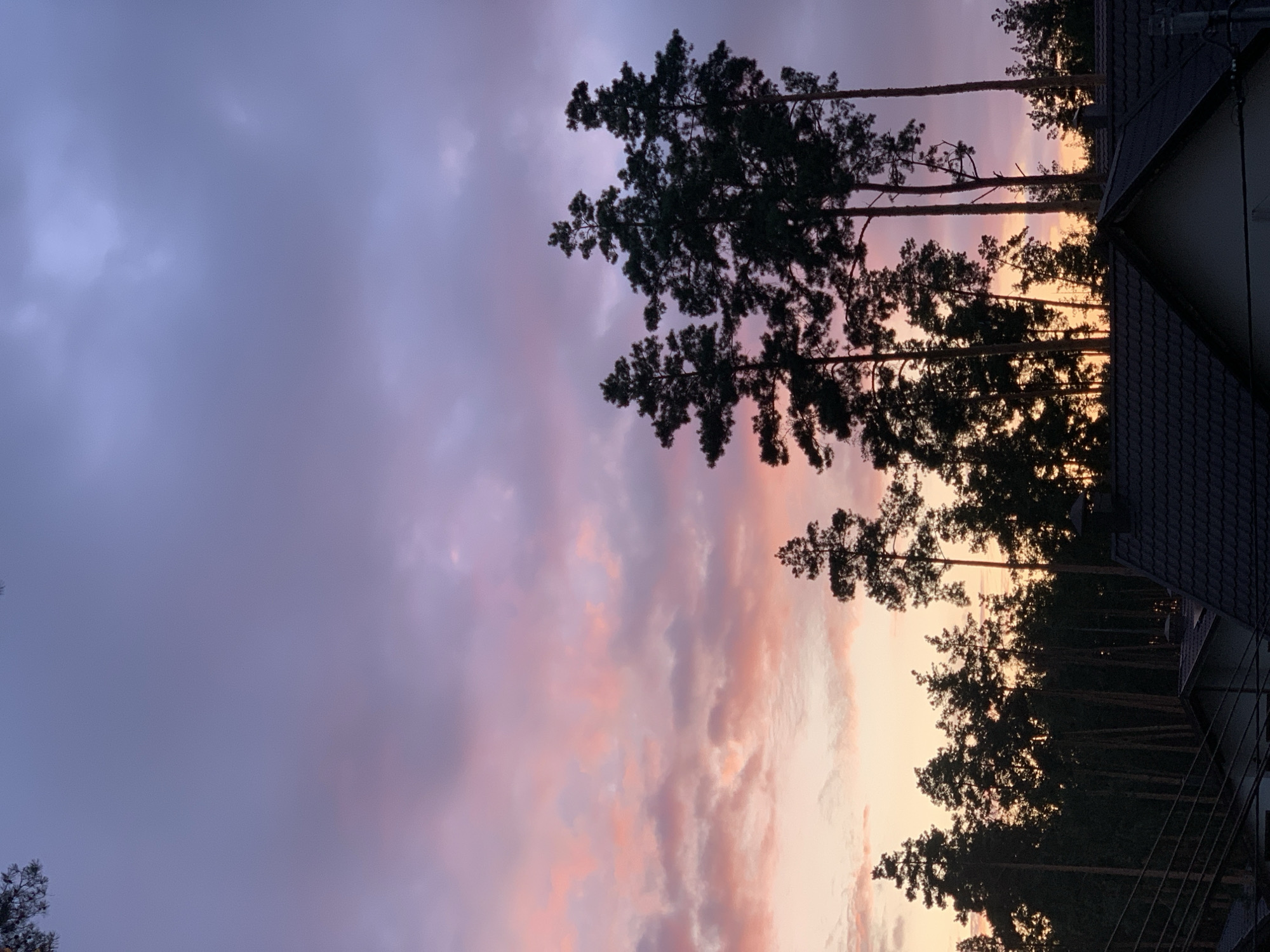 Pine silhouettes against a vivid sunset sky in Hostomel