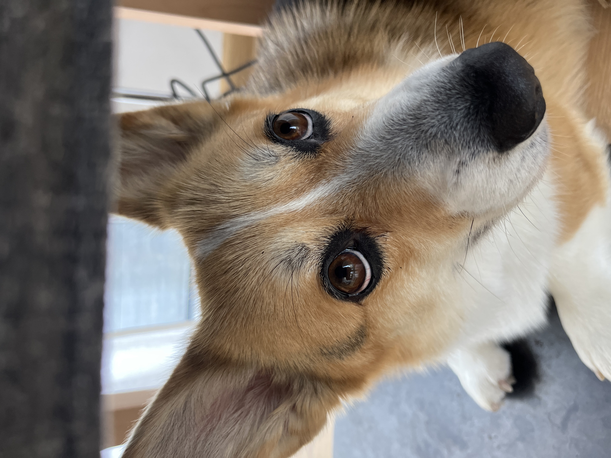 Woman and Corgi photographed together in German village