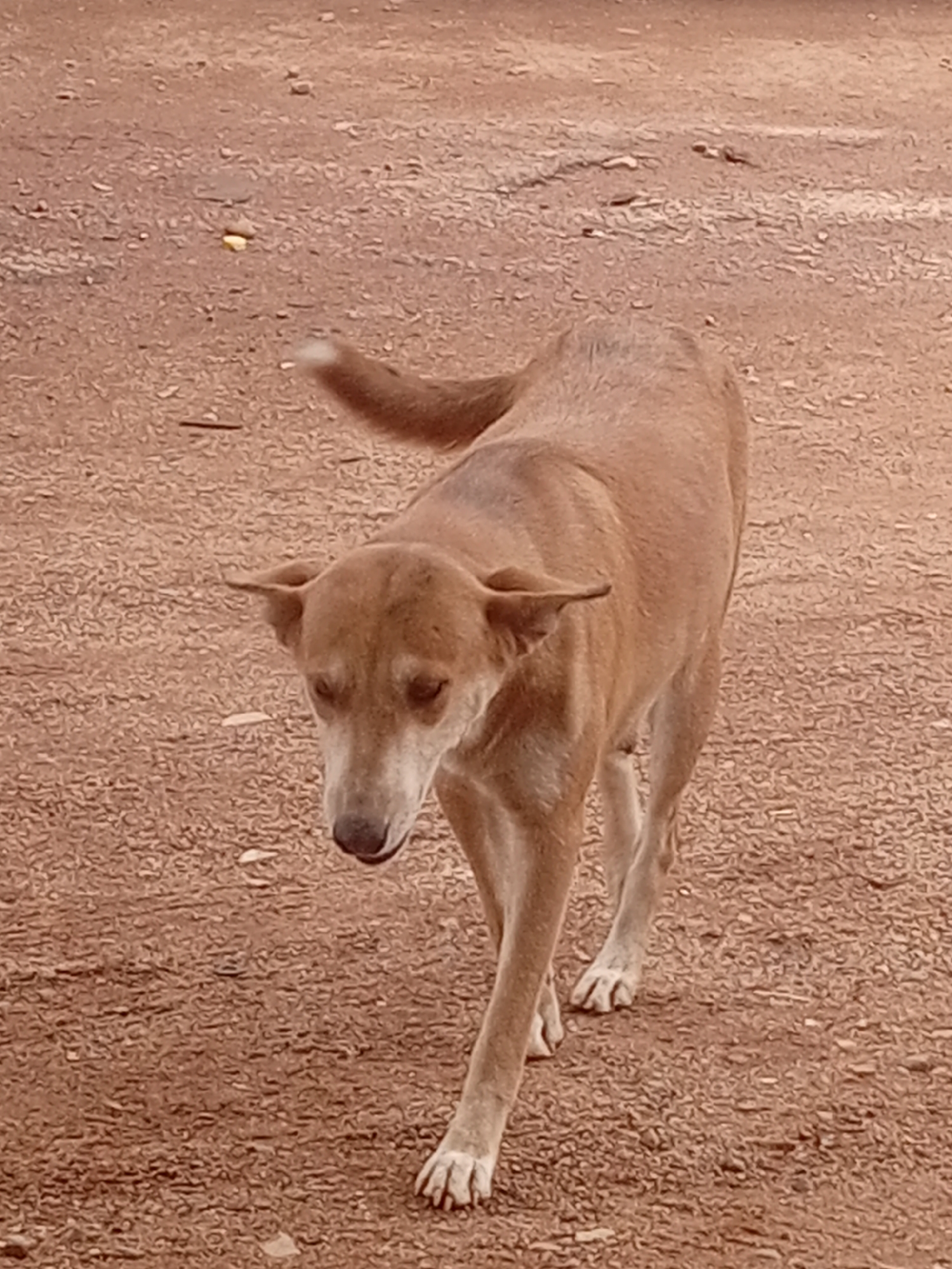 Dog interactions documented over 38 minutes on dirt road