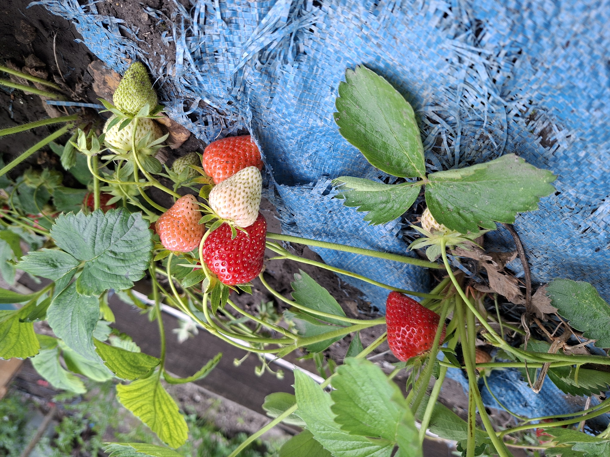Agricultural activity documented in Devnya with parked Mercedes nearby