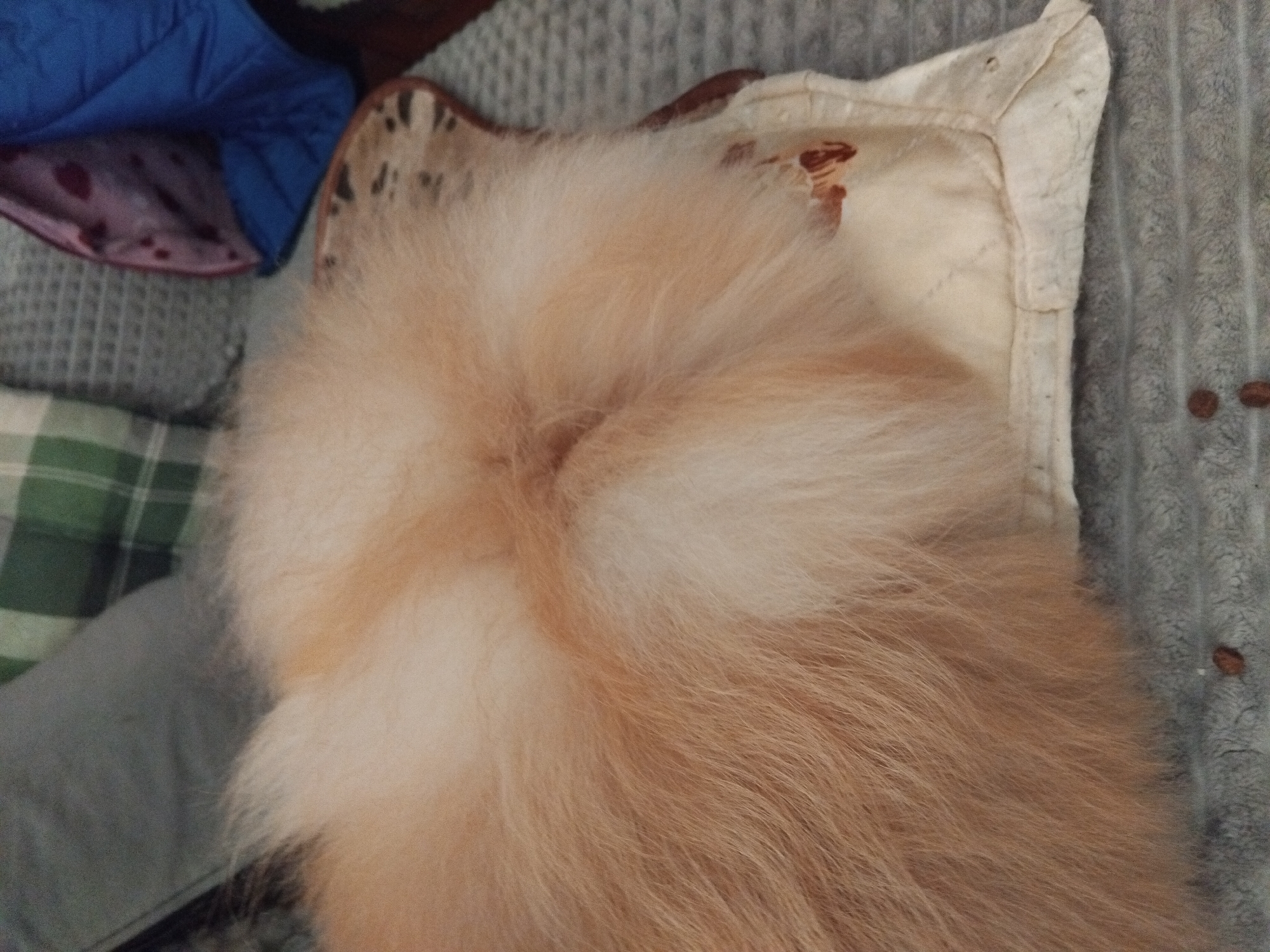 Pomeranian dog photographed sleeping on bedding in Bulgarian home