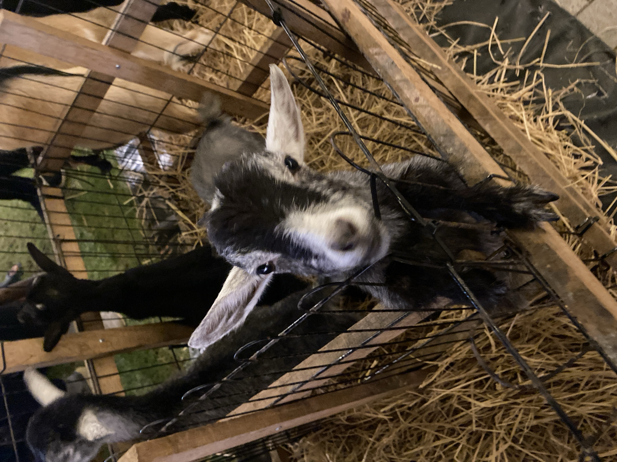 Goats spotted at petting zoo in Choeng Thale