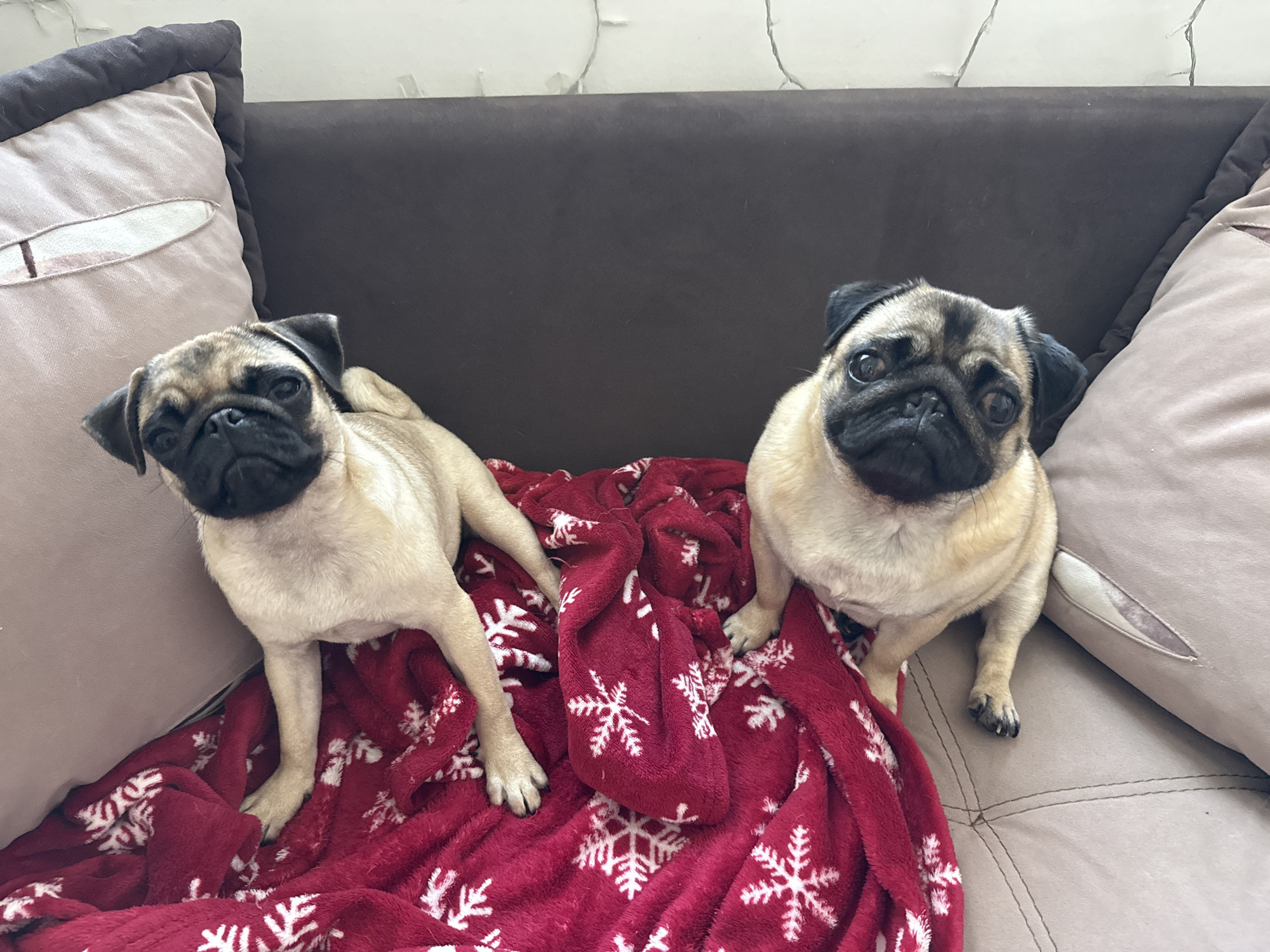 Pug hangout: couch time, lap time, close-ups