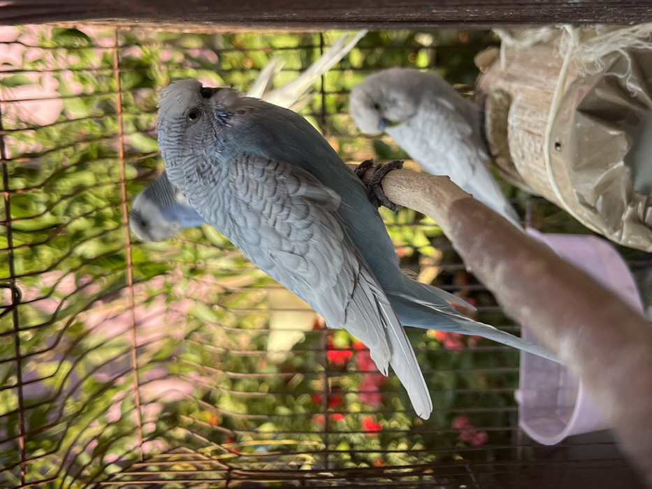 Caged budgerigars and dog observed in Cholula evening