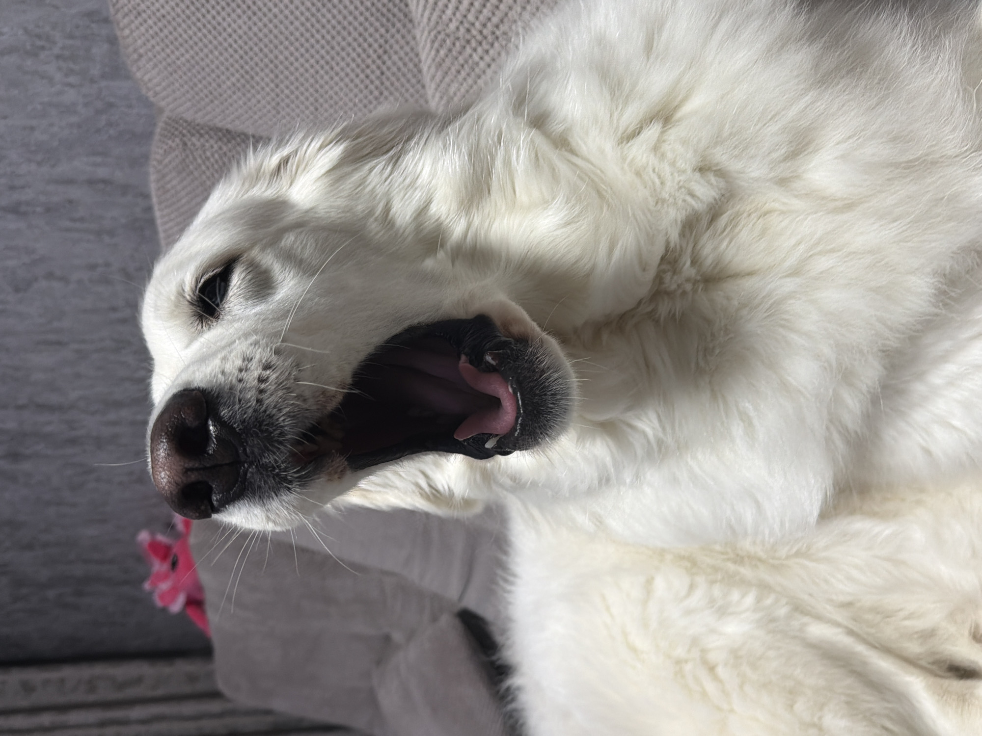 Quiet afternoon with white dog documented in Ukrainian home