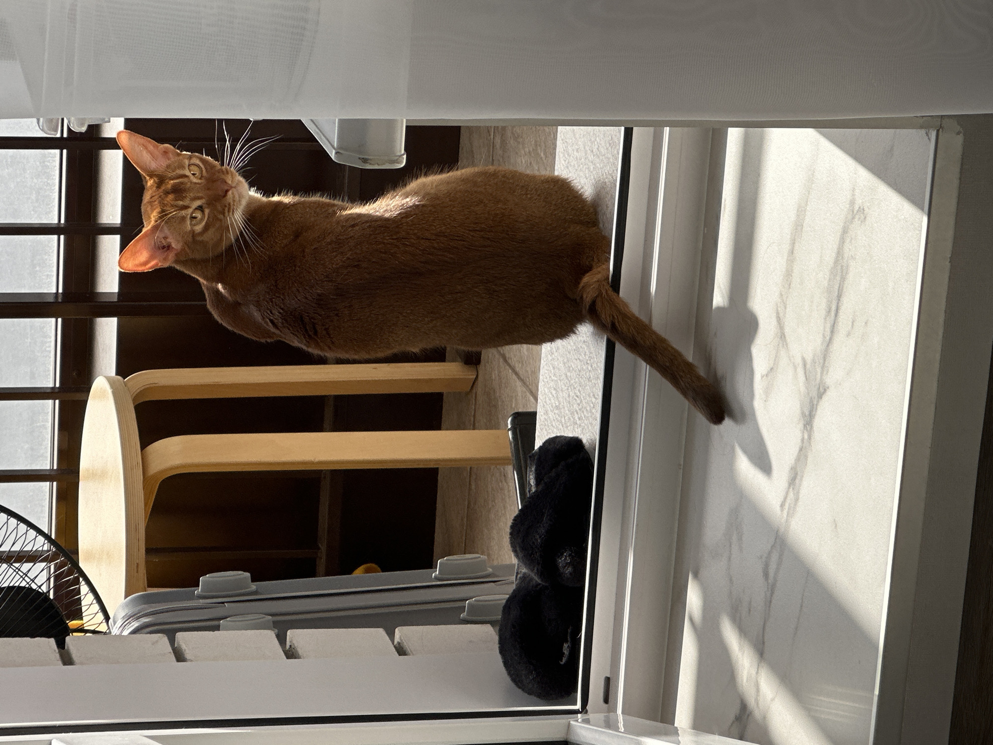 Ginger cat photo session documented in Kazan apartment