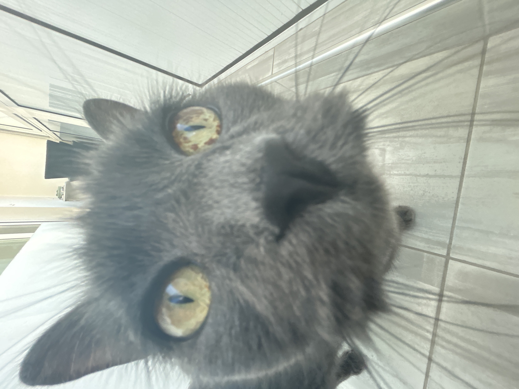 Gray cat poses in accessories during morning photo session