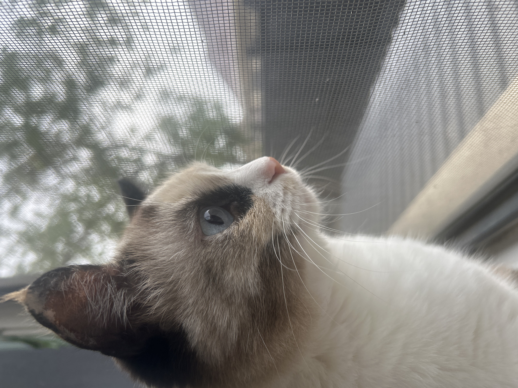 Blue-eyed cat peers through a screened window in Almaty