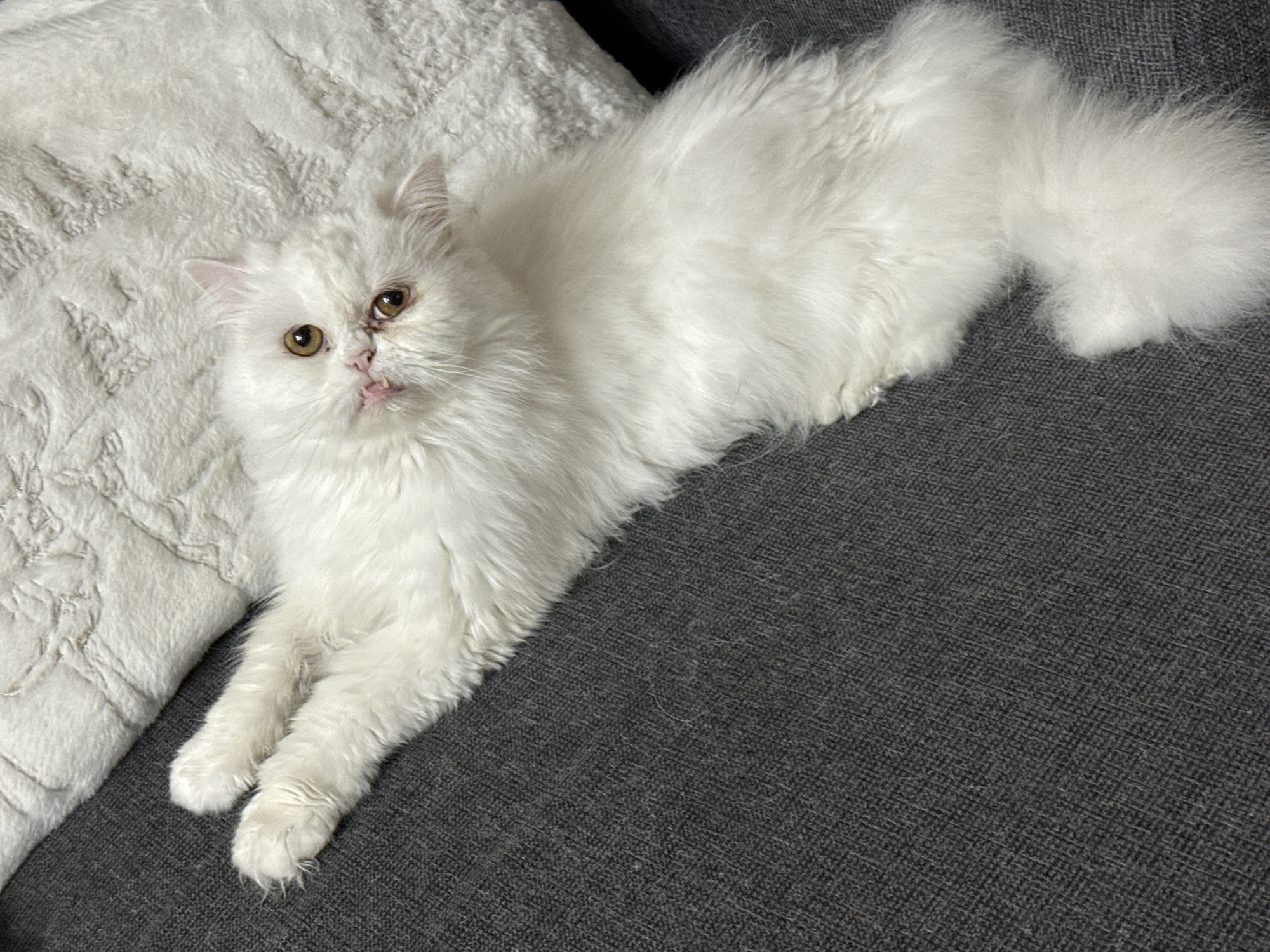 White Persian cat photographed resting at Burgas residence