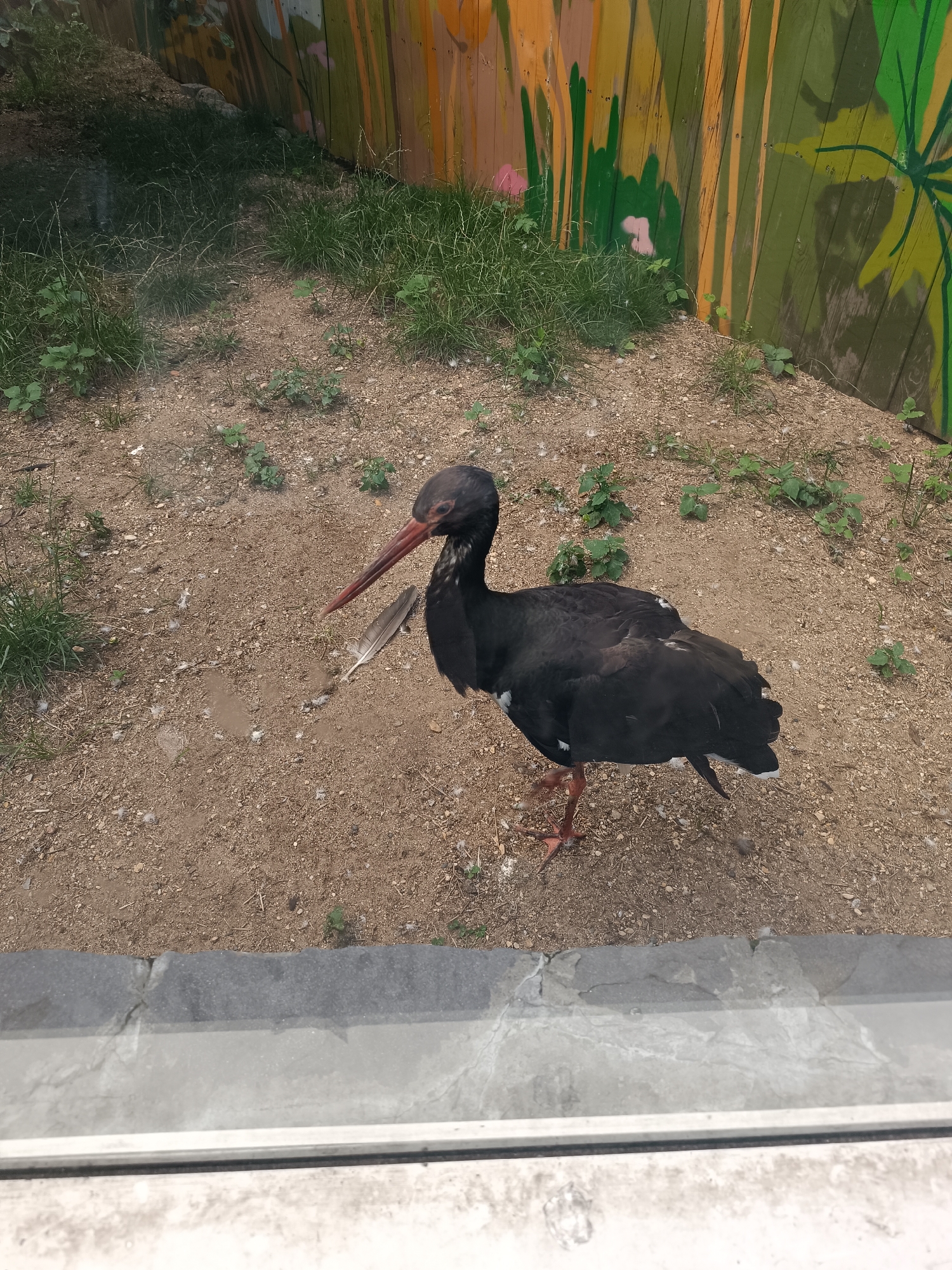 Zoo animals and a backyard pond, assorted species on a quiet afternoon.