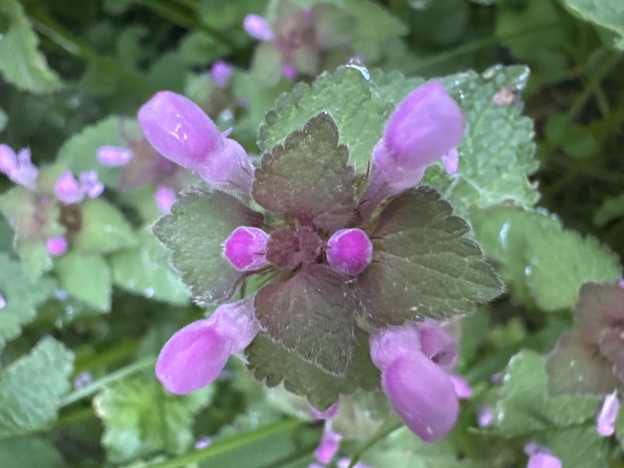 Spring nature observations captured in Desborough evening
