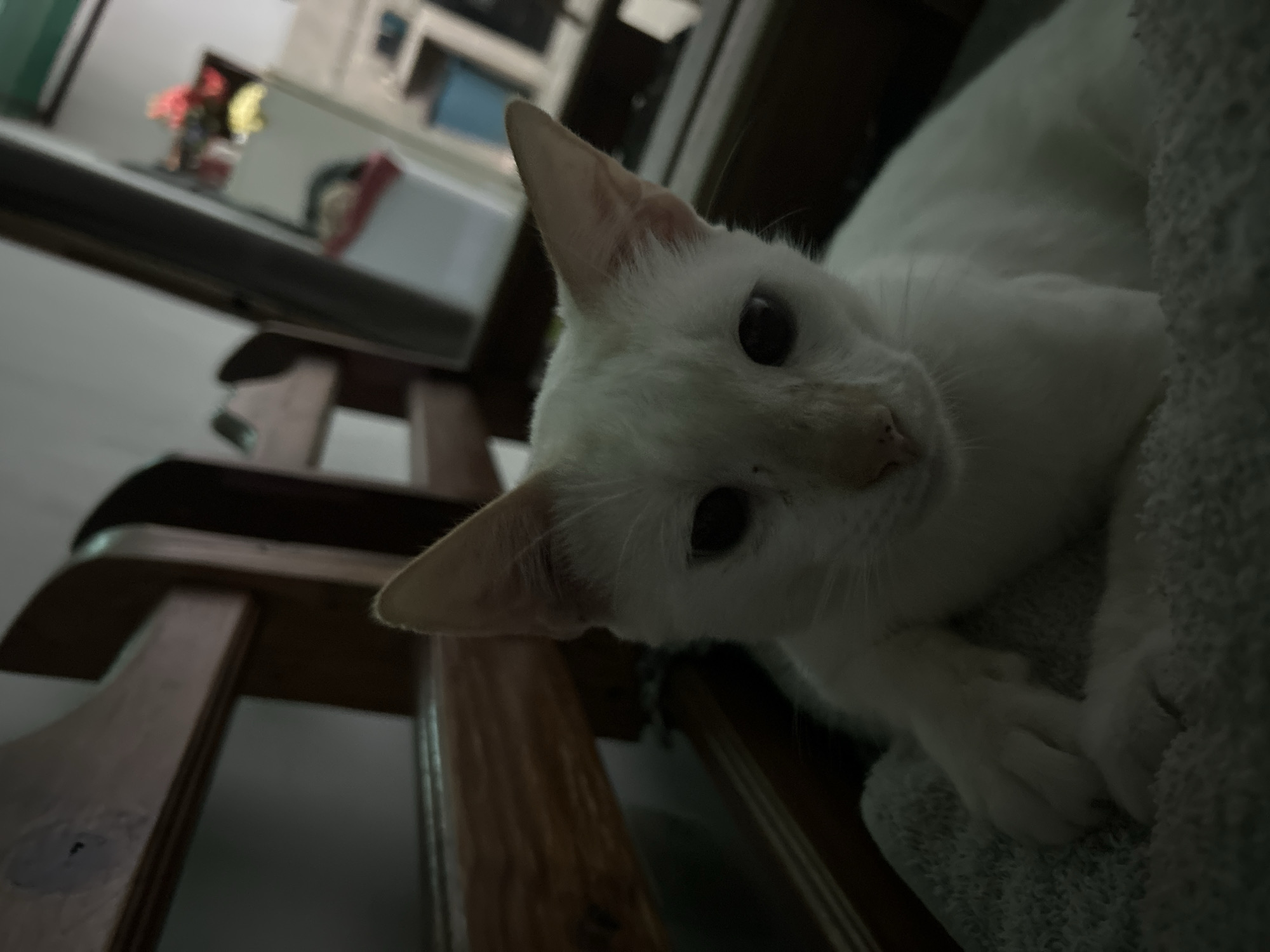 White cat at home in Juan Griego, with kitchen snapshots