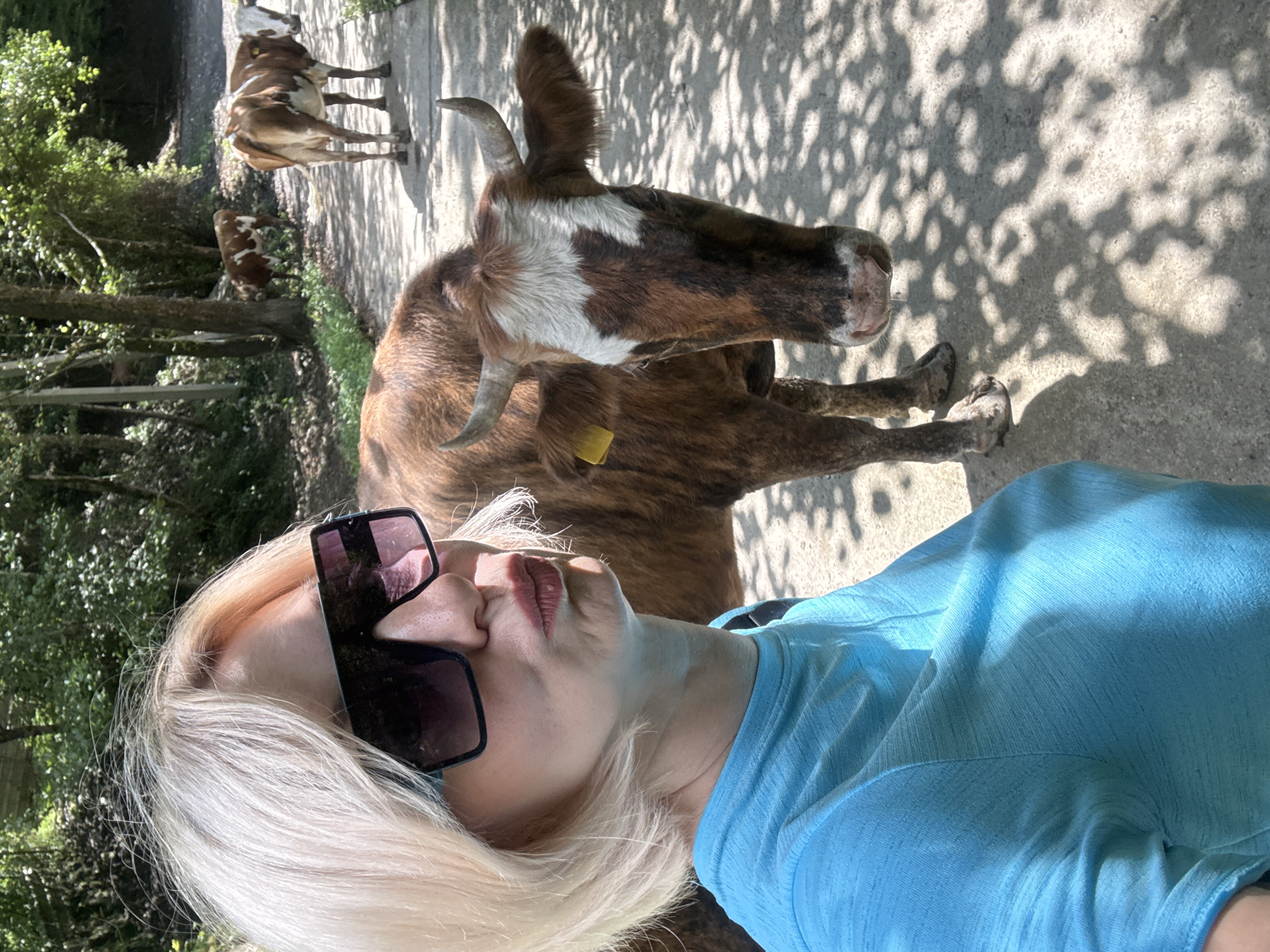 Forest walk in Plastunka turns into a cow encounter