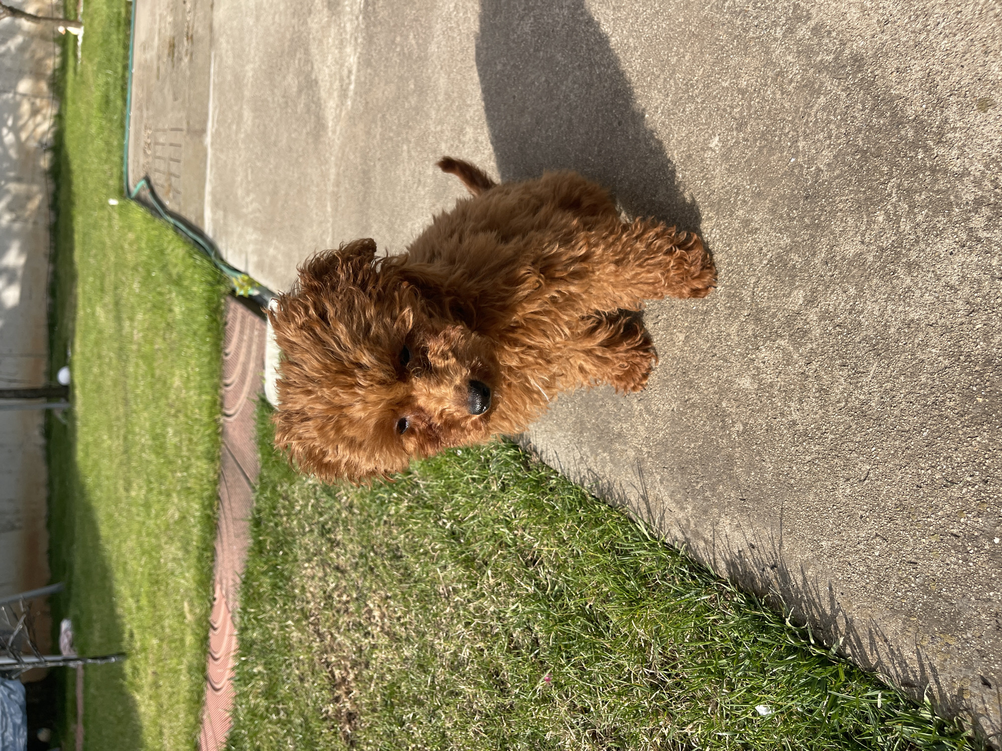 Poodle enjoys leisurely afternoon in Sofia backyard garden