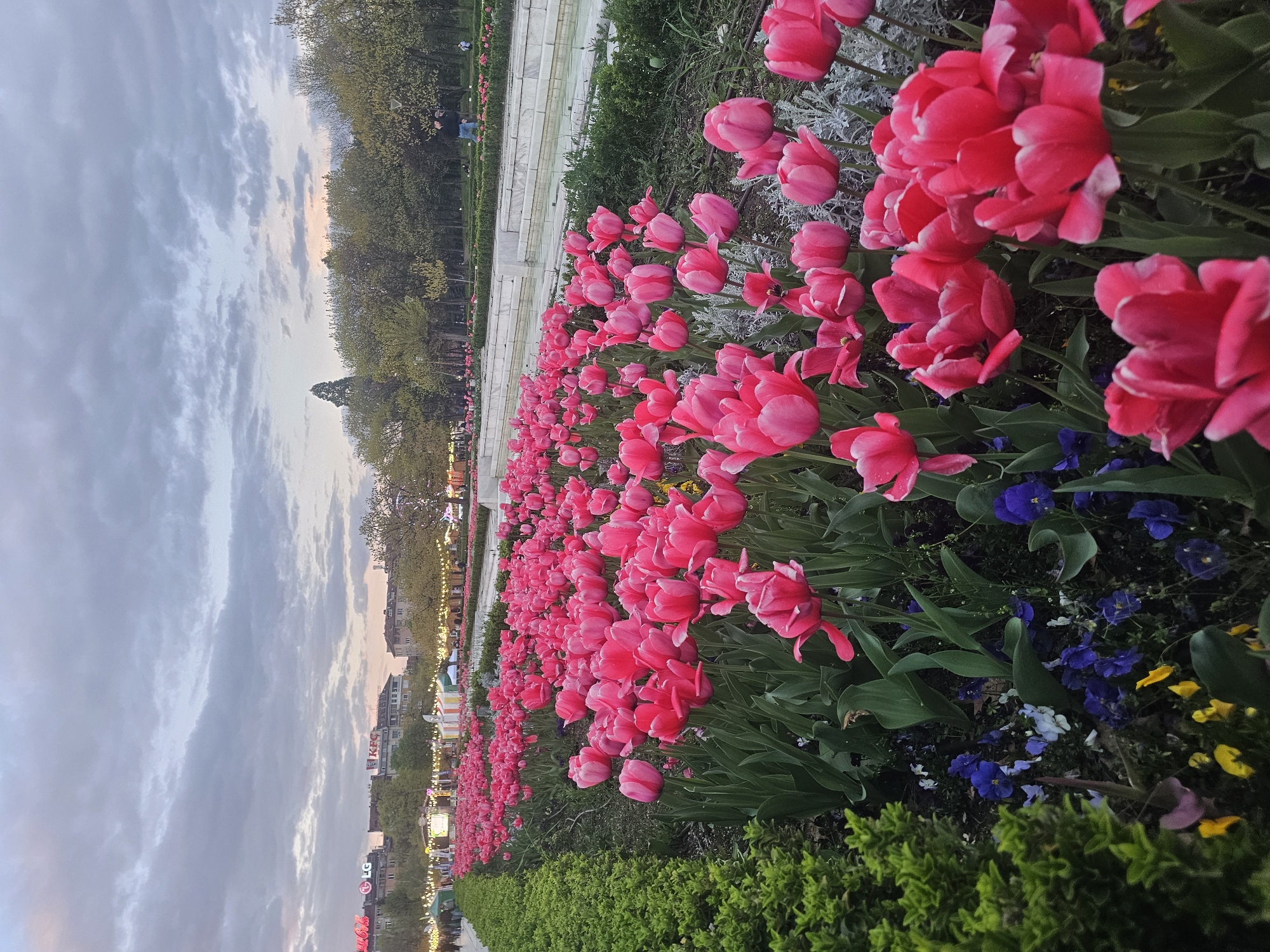 Spring tulips bloom near Sofia's National Palace of Culture