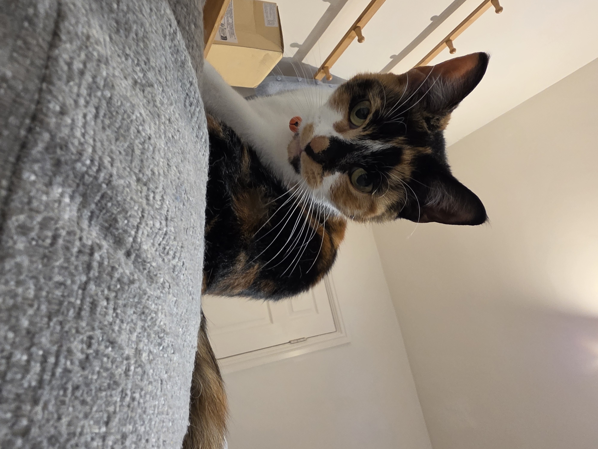 Calico cat observed resting and playing in Birmingham home
