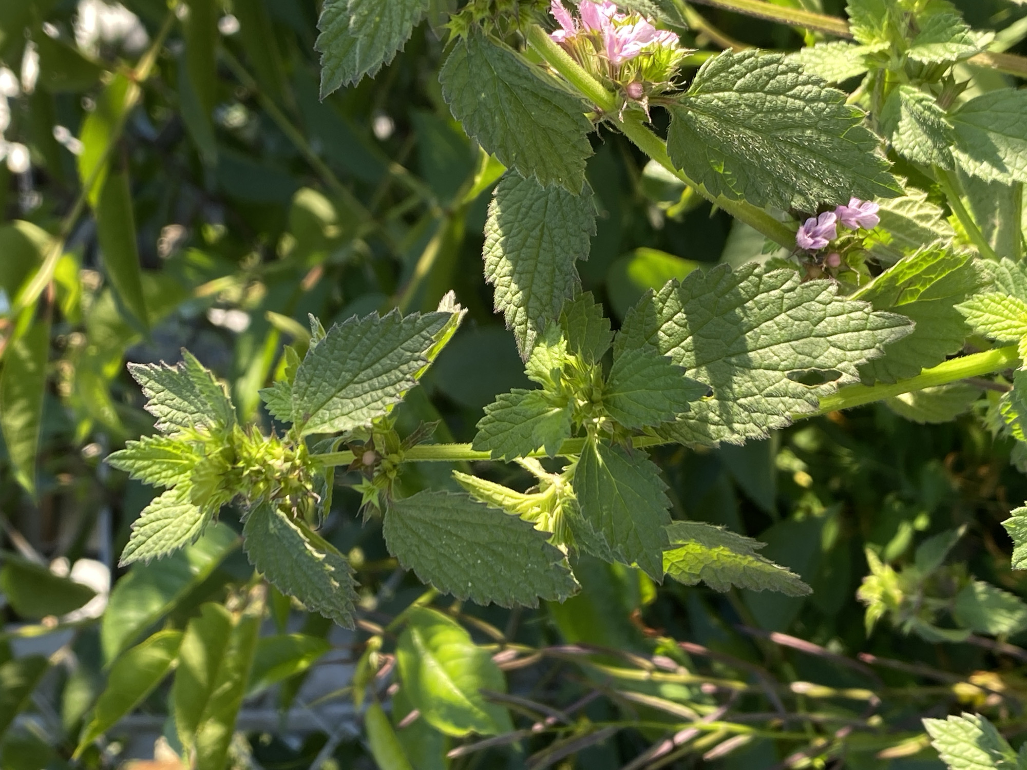 Rural botanical wander: flowers, fruit, and country roads