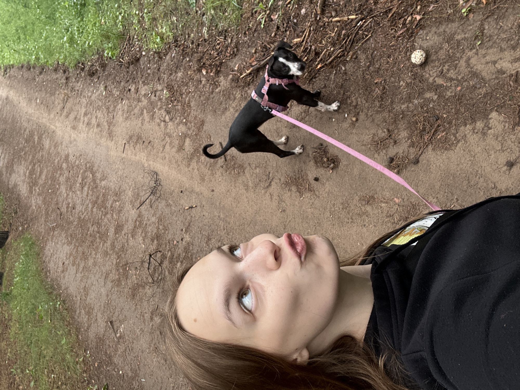 Morning walk with a dog through Chaikovsky pine forest