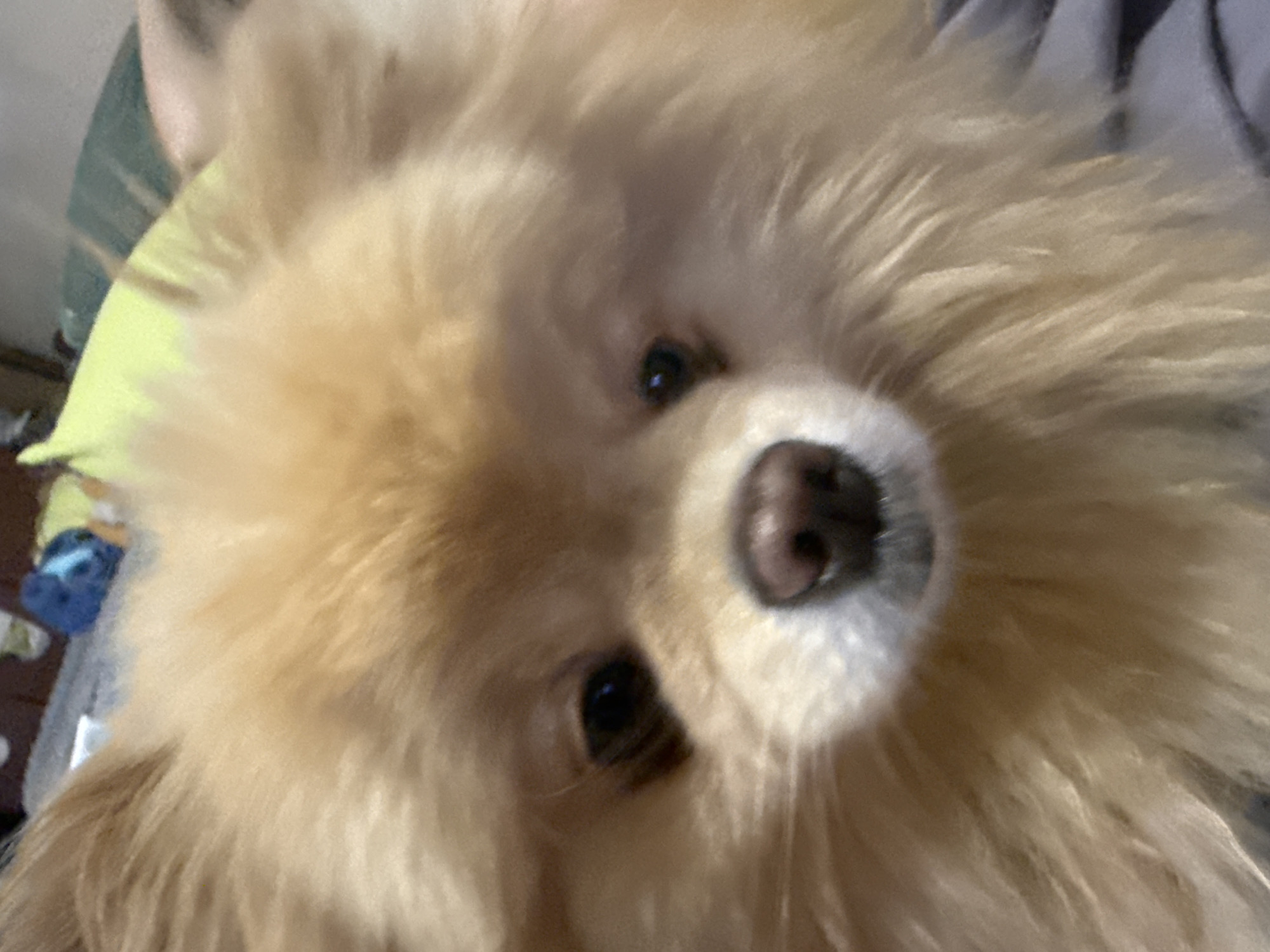 Pomeranian dogs chilling on a green bed at home