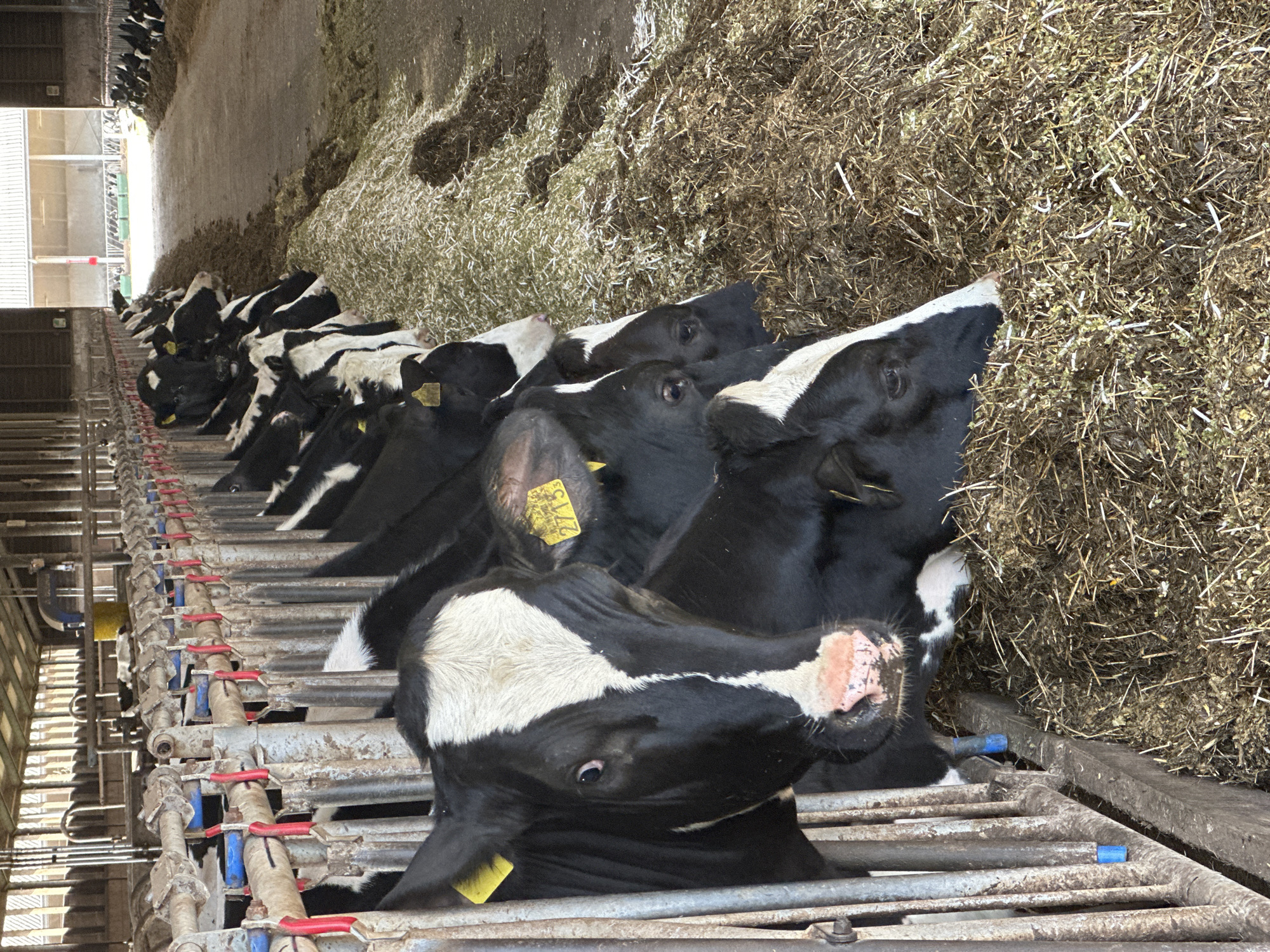 Dairy cows feeding at barn in Well, Netherlands