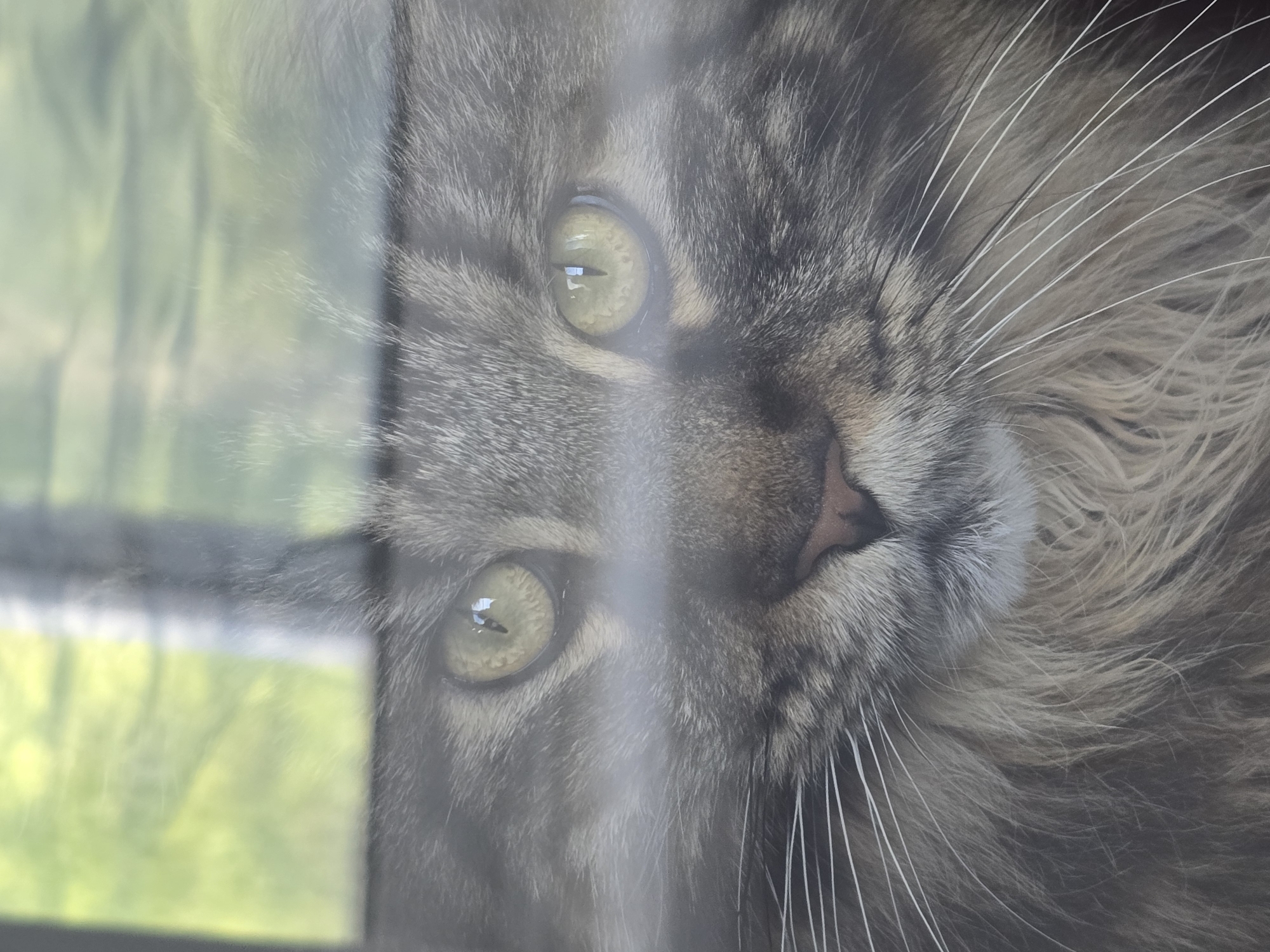 Morning memories feature cats, people in residential settings