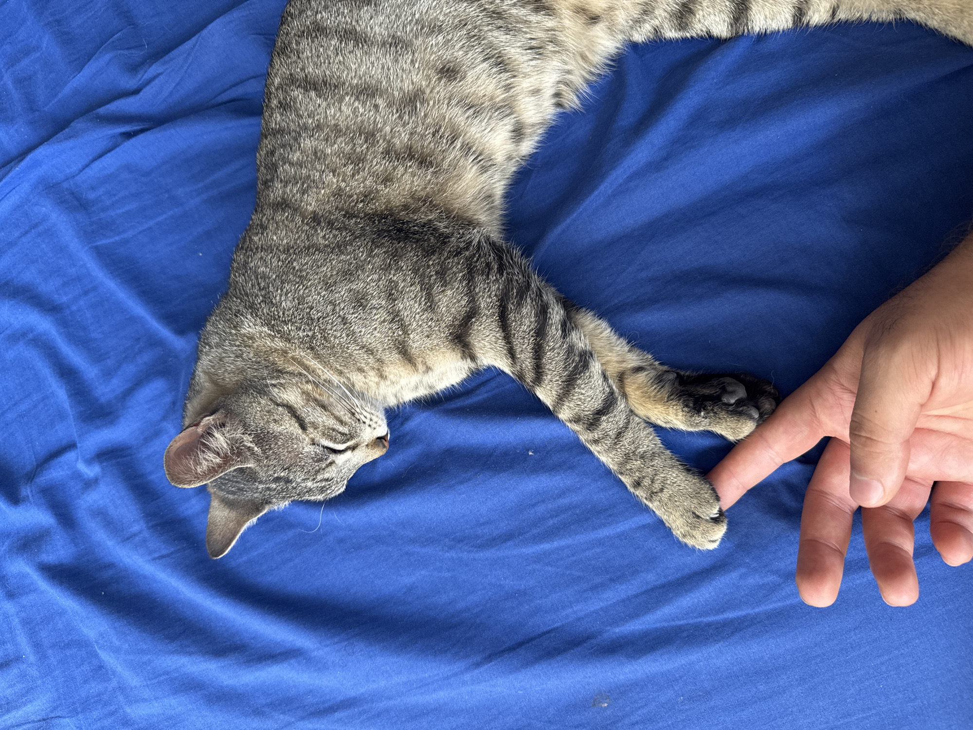 Gray tabby cat rests on blue fabric in Puebla