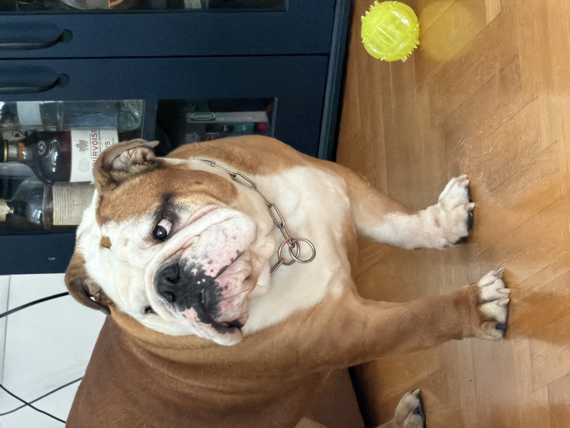 Morning walk with bulldog through Sofia park documented