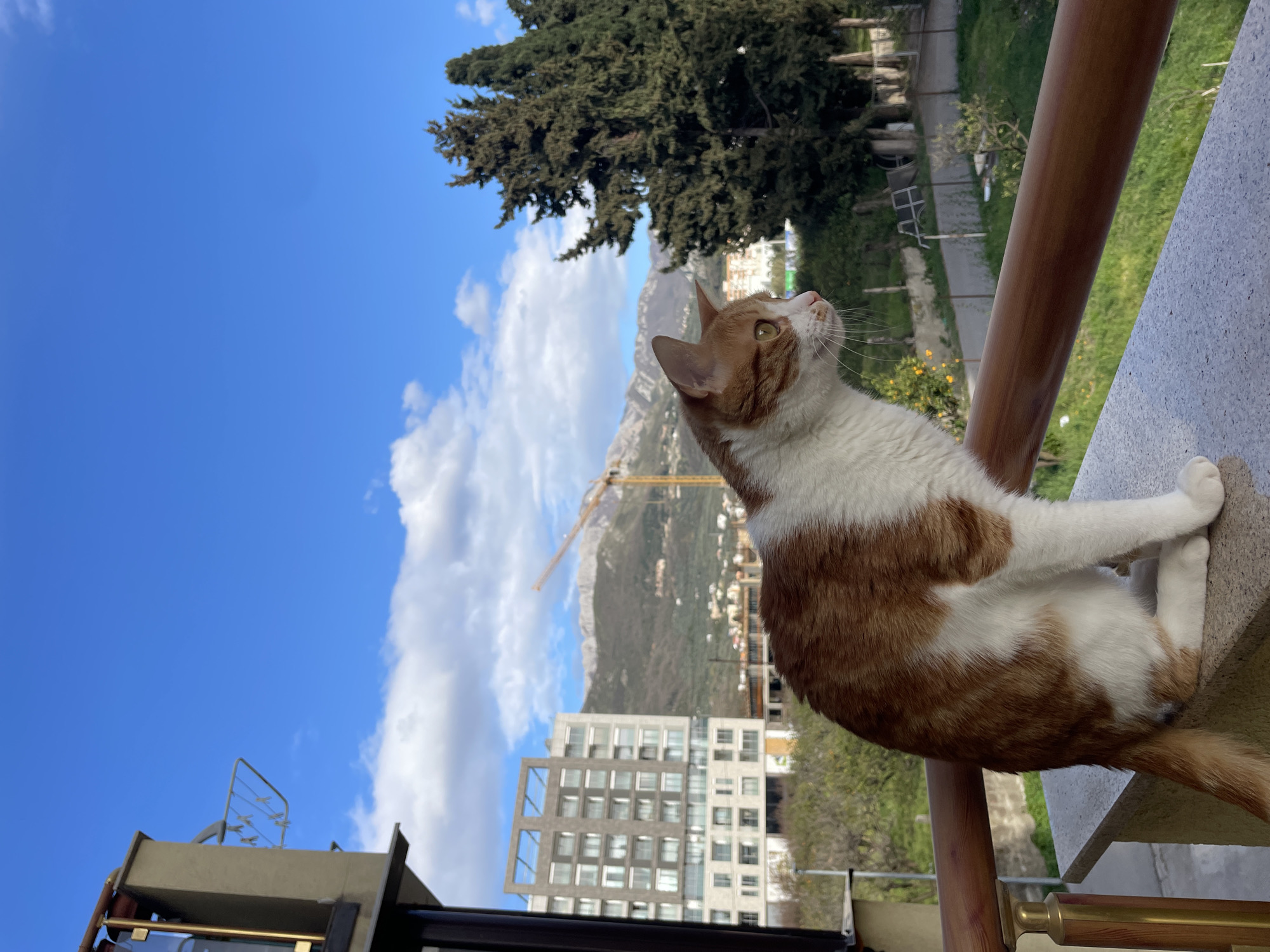 Cat spotted on balcony railing in Bar, Montenegro