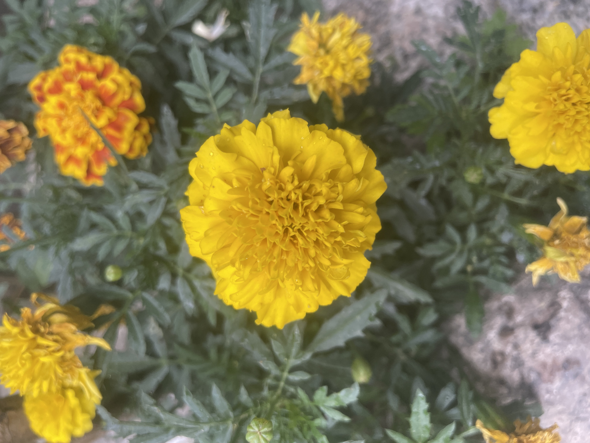 Domestic life documented in Almaty through flowers and cats