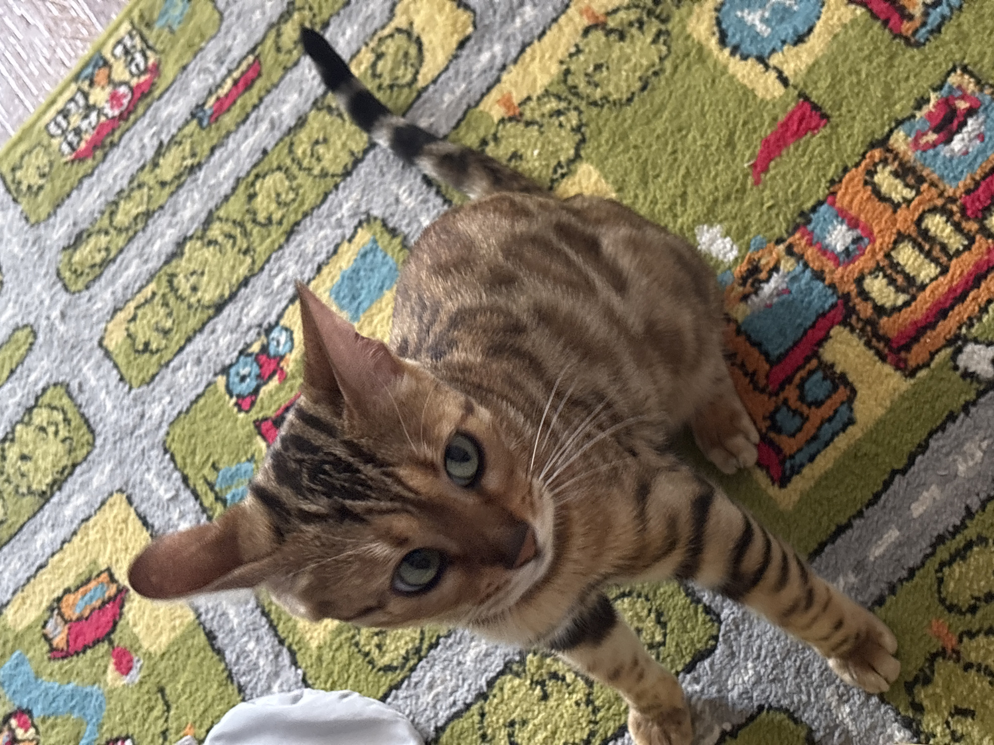 Bengal cat at home in Noviy, Russia