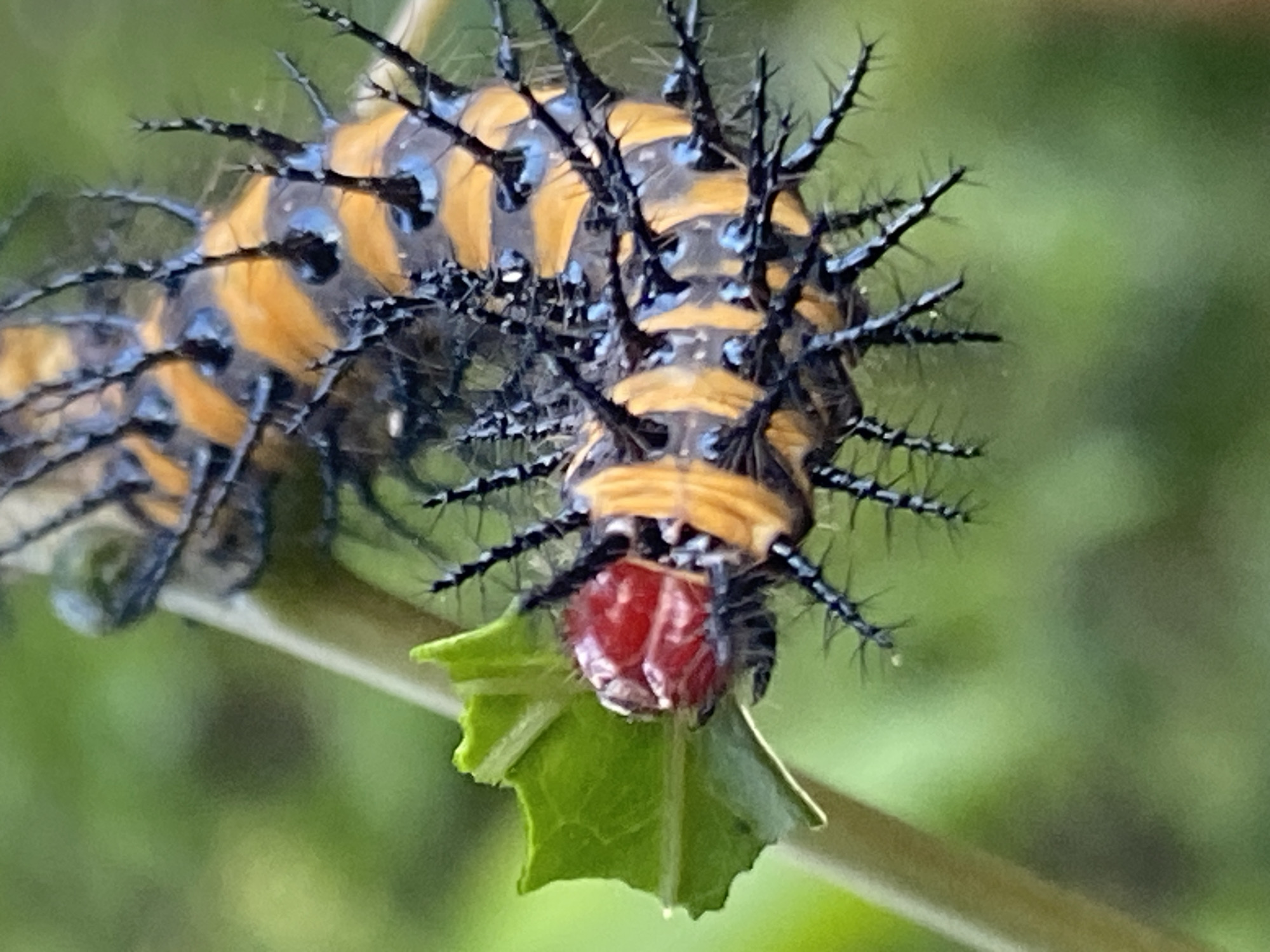Striped spiky caterpillar spotted feeding on plants in Nigeria