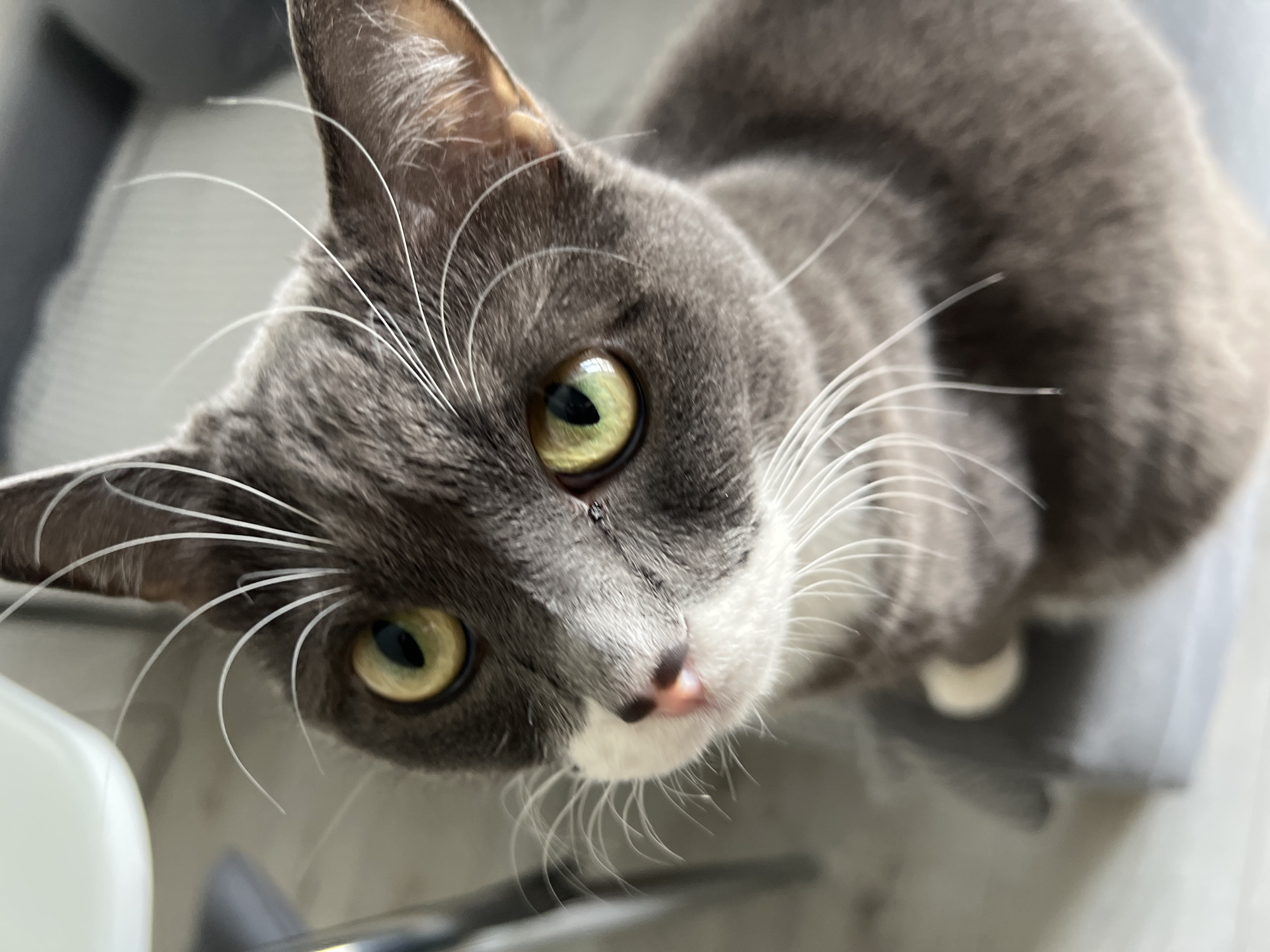 Gray and white cat photographed indoors in Tyumen