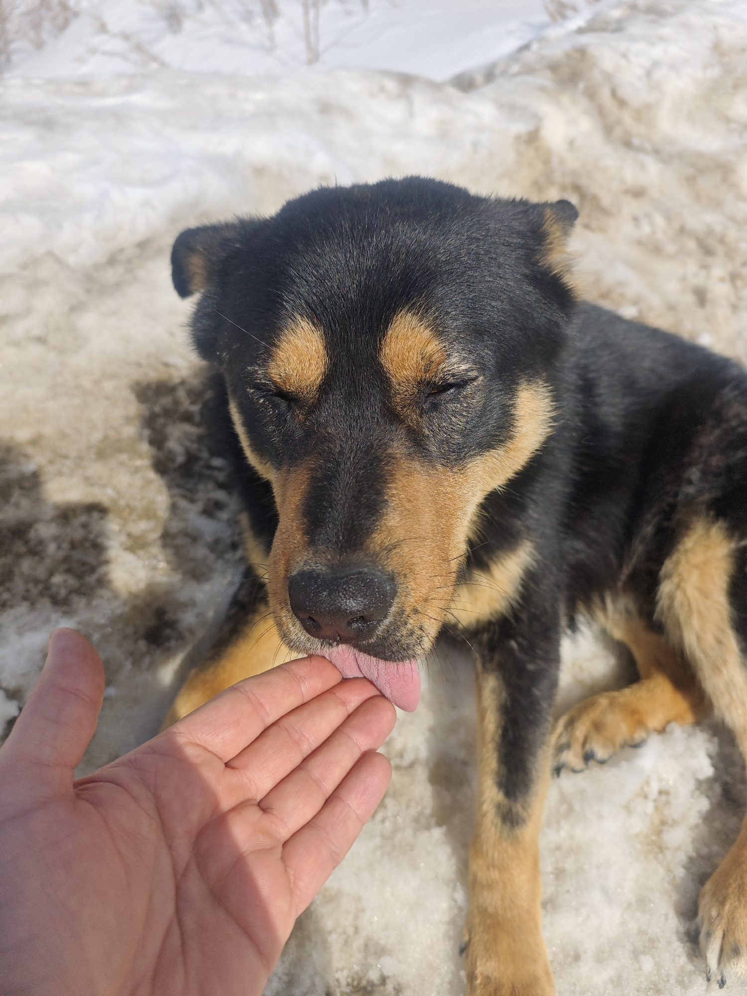 Dogs observed resting and feeding in snowy Russian location