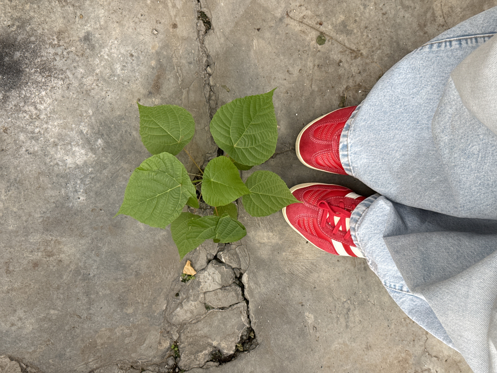 Morning life captured in Ubud: nature persists, work continues