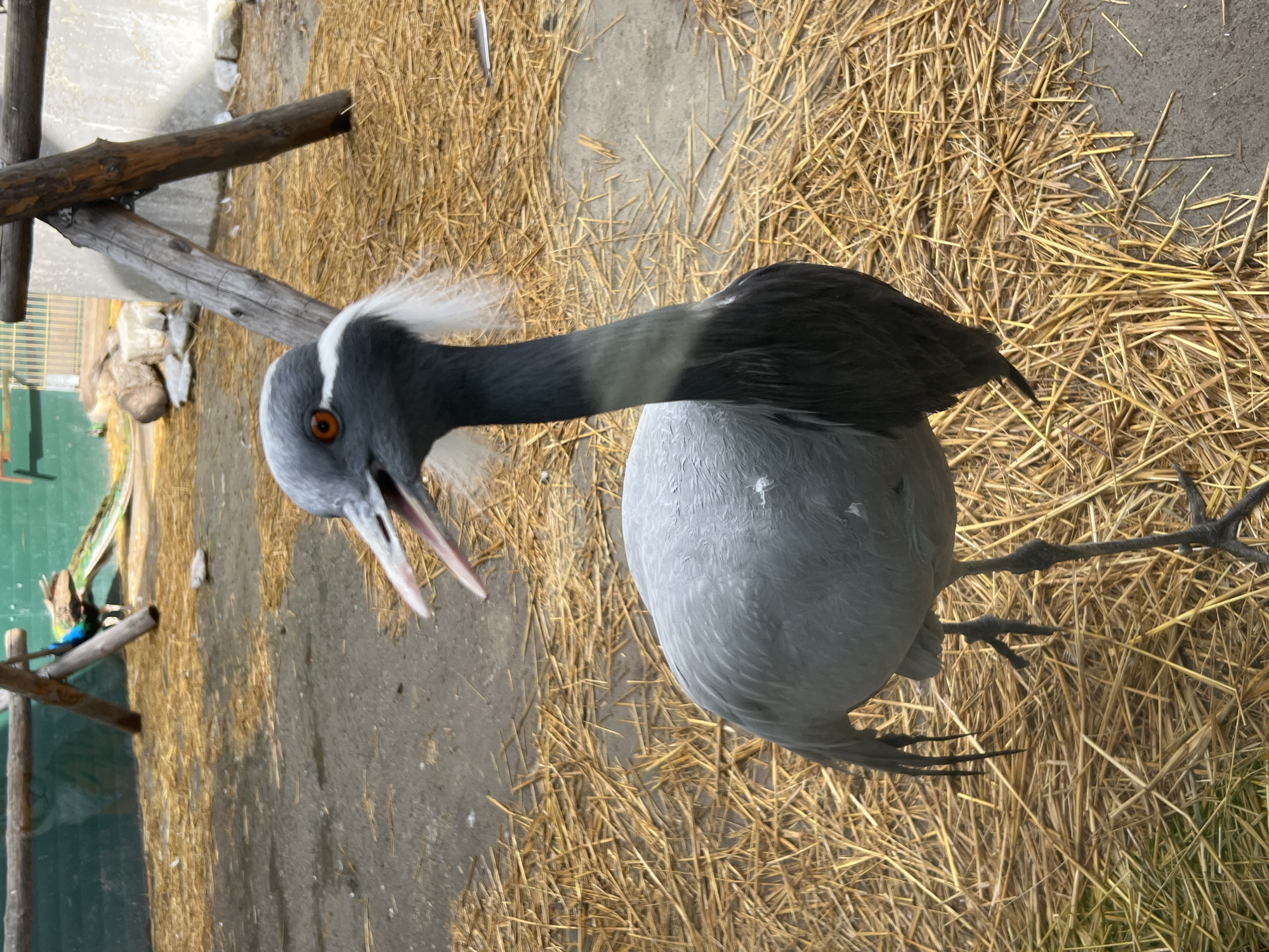 Zoo visit documented in Irkutsk, Russia